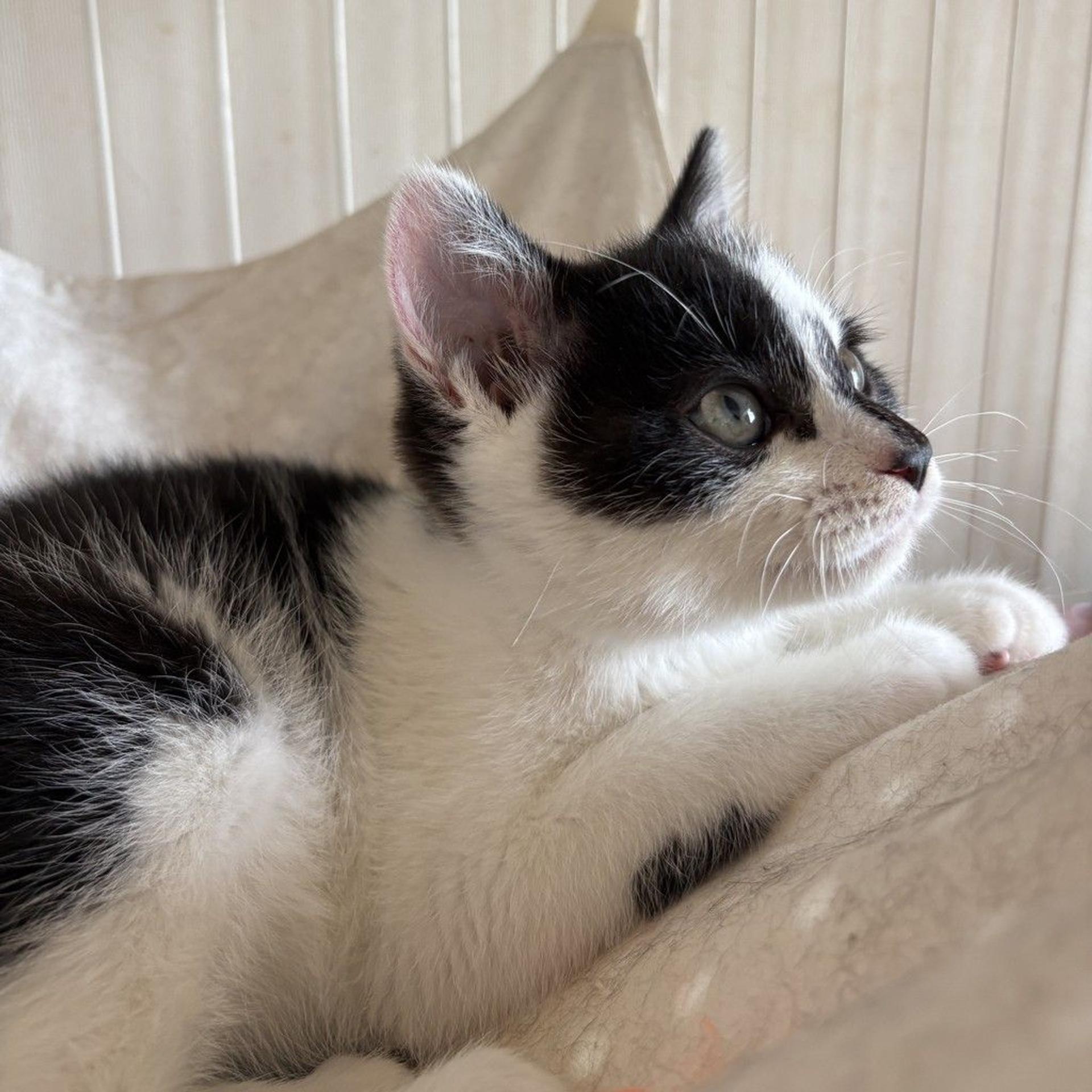 pet-image-7