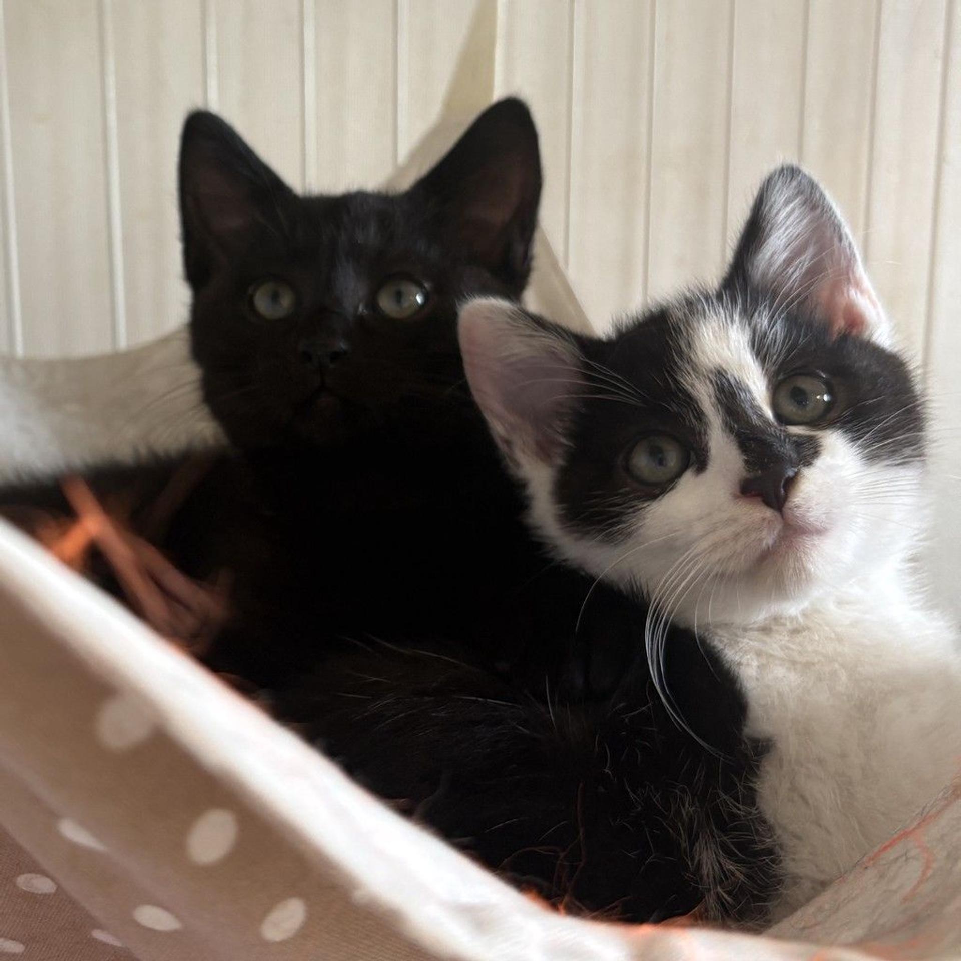 pet-image-9