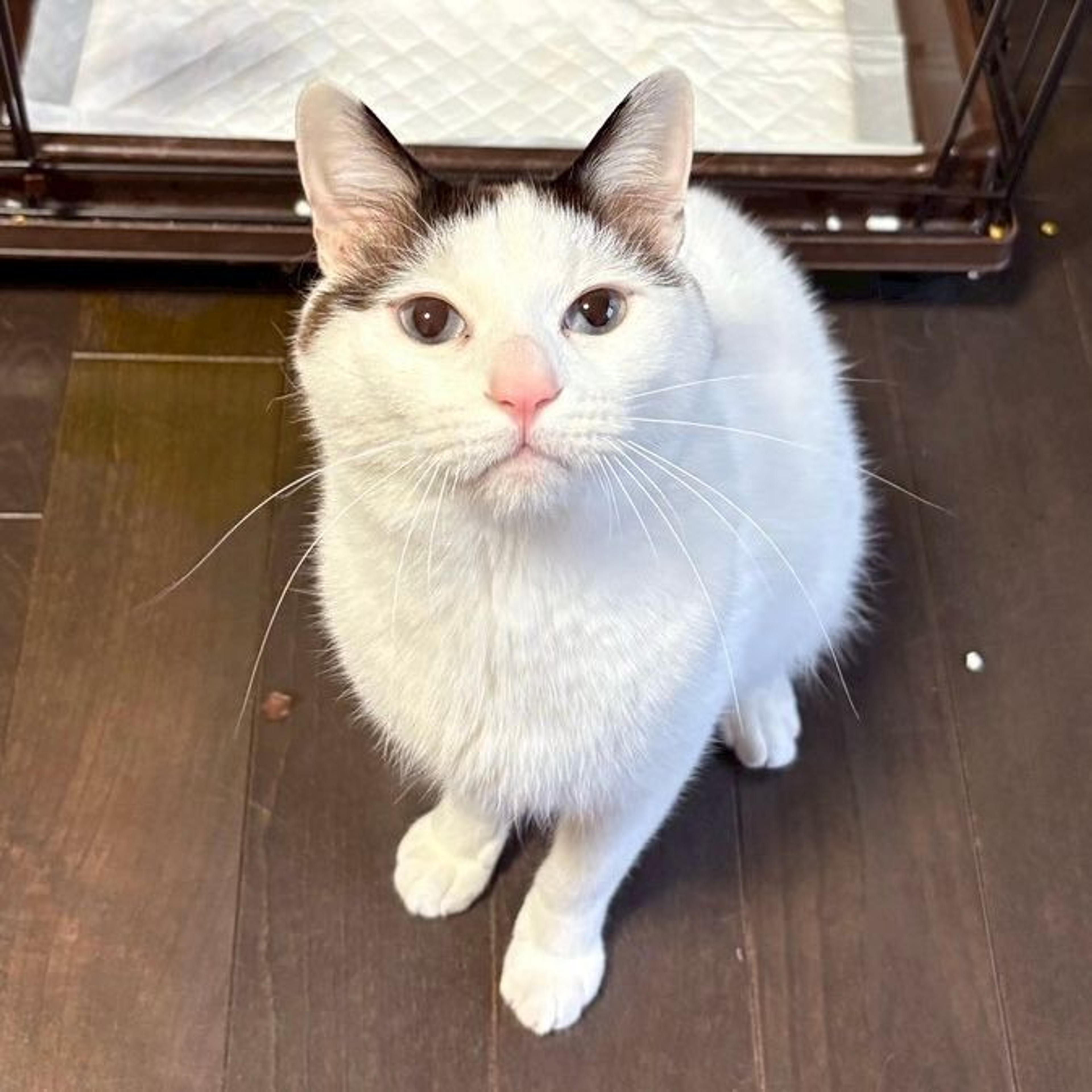 pet-image-4