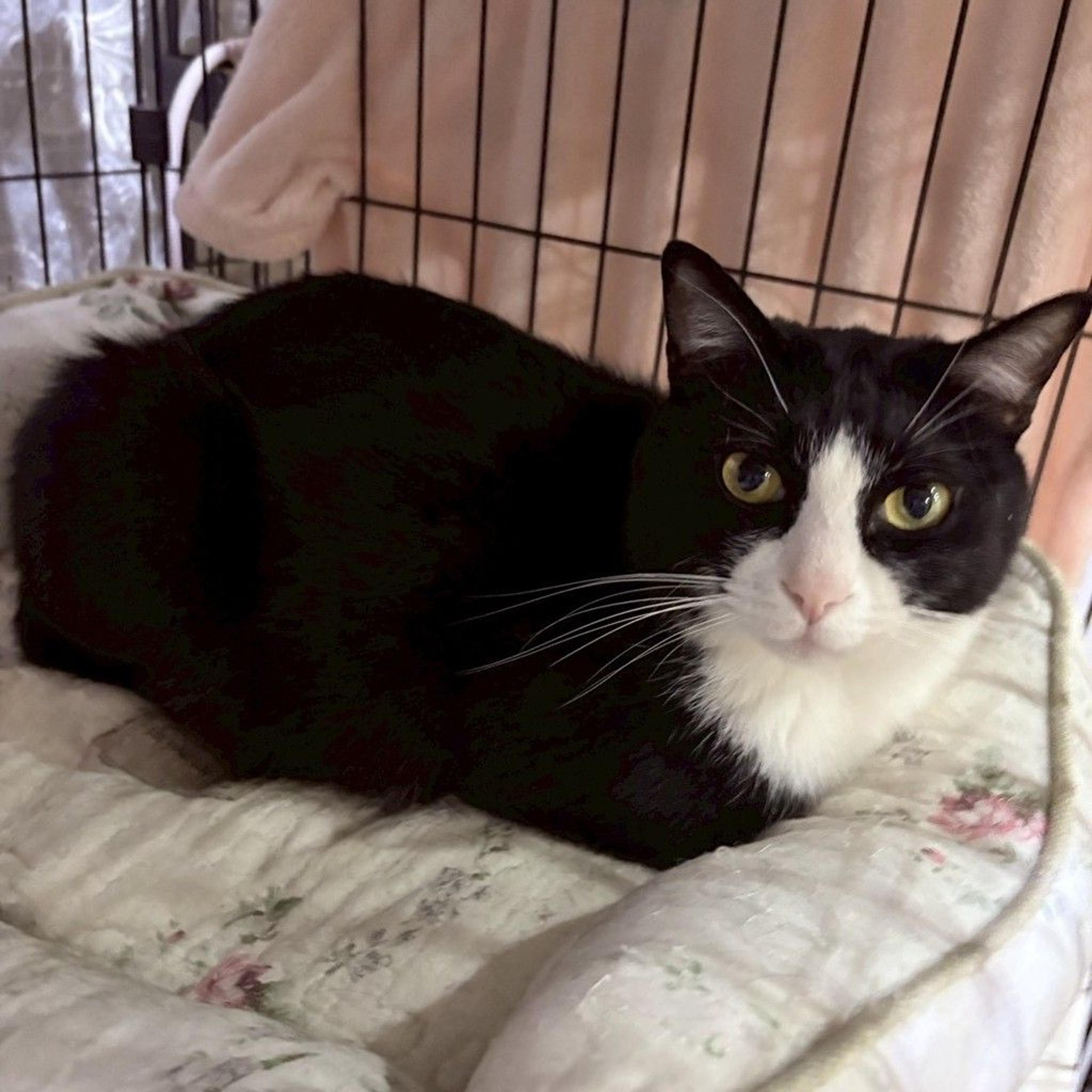 pet-image-5