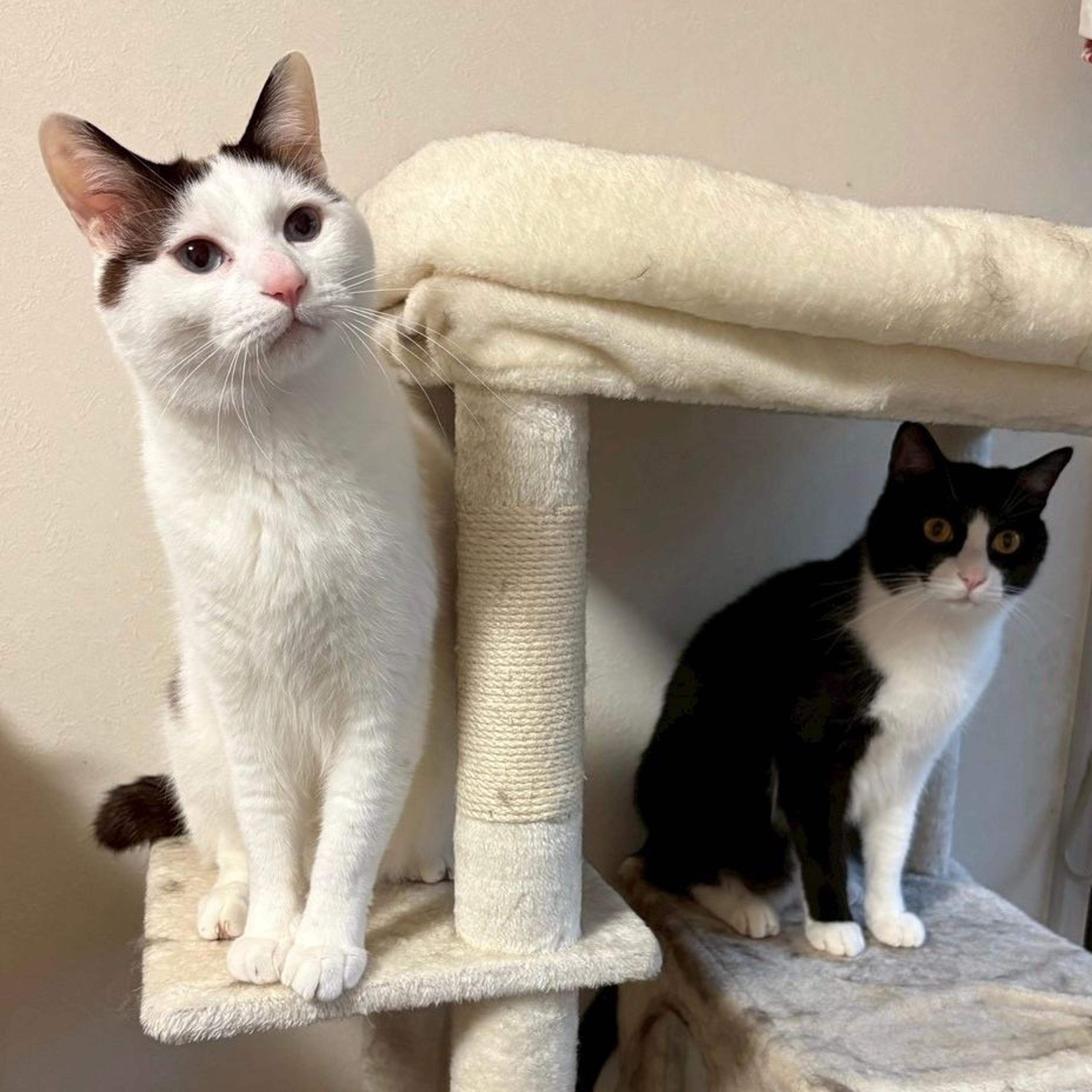 pet-image-7