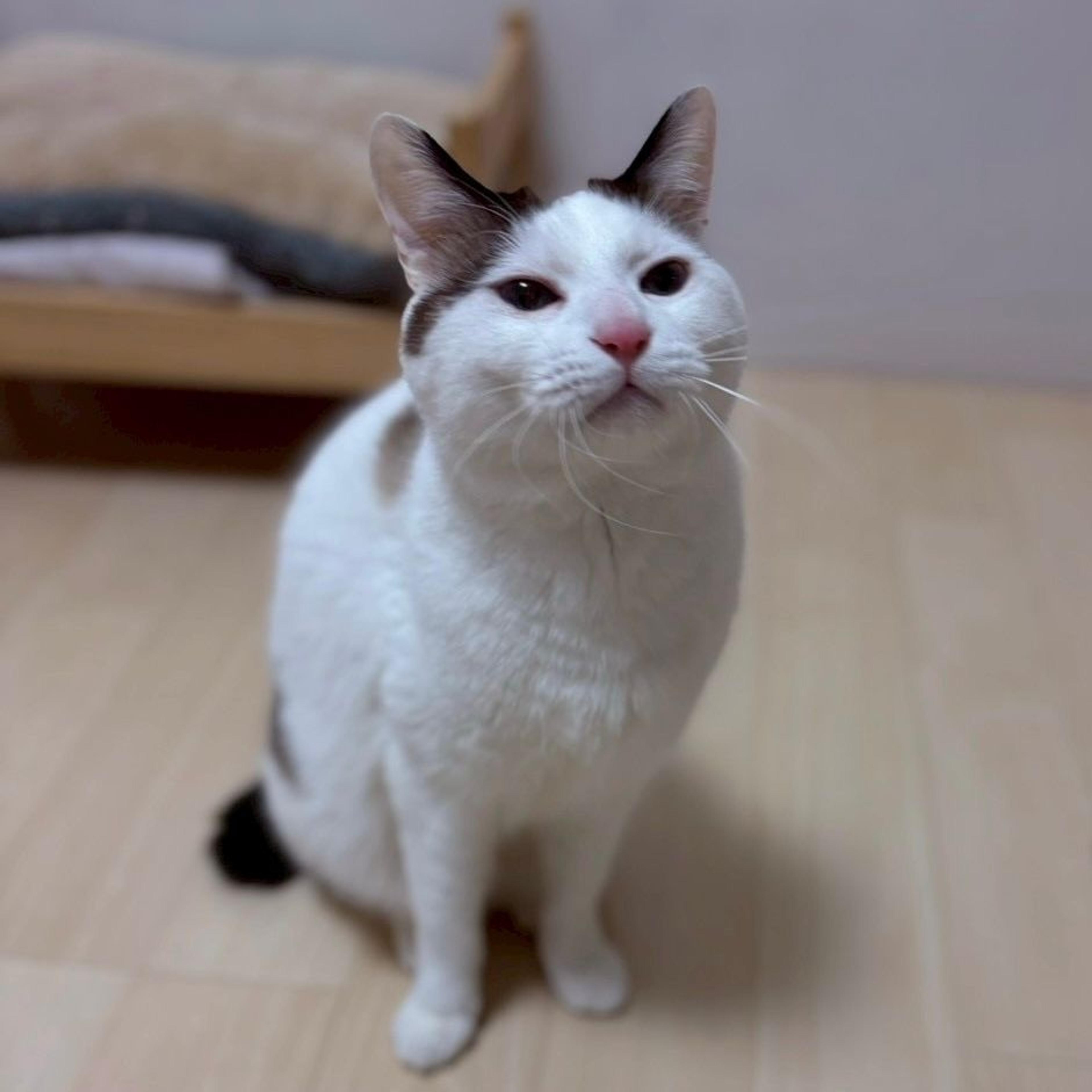pet-image-8