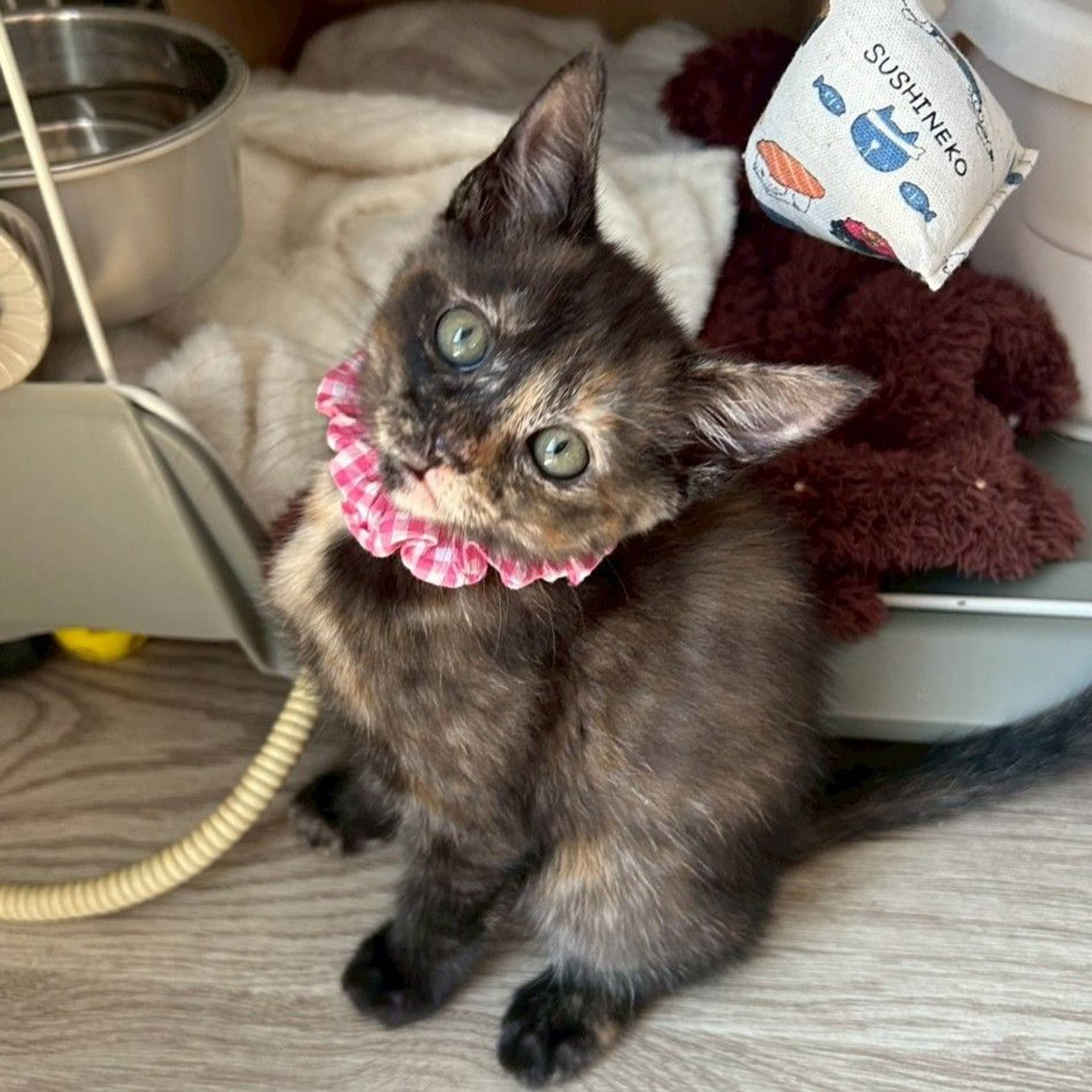 雑種（ミックス猫）・メスの里親募集の写真