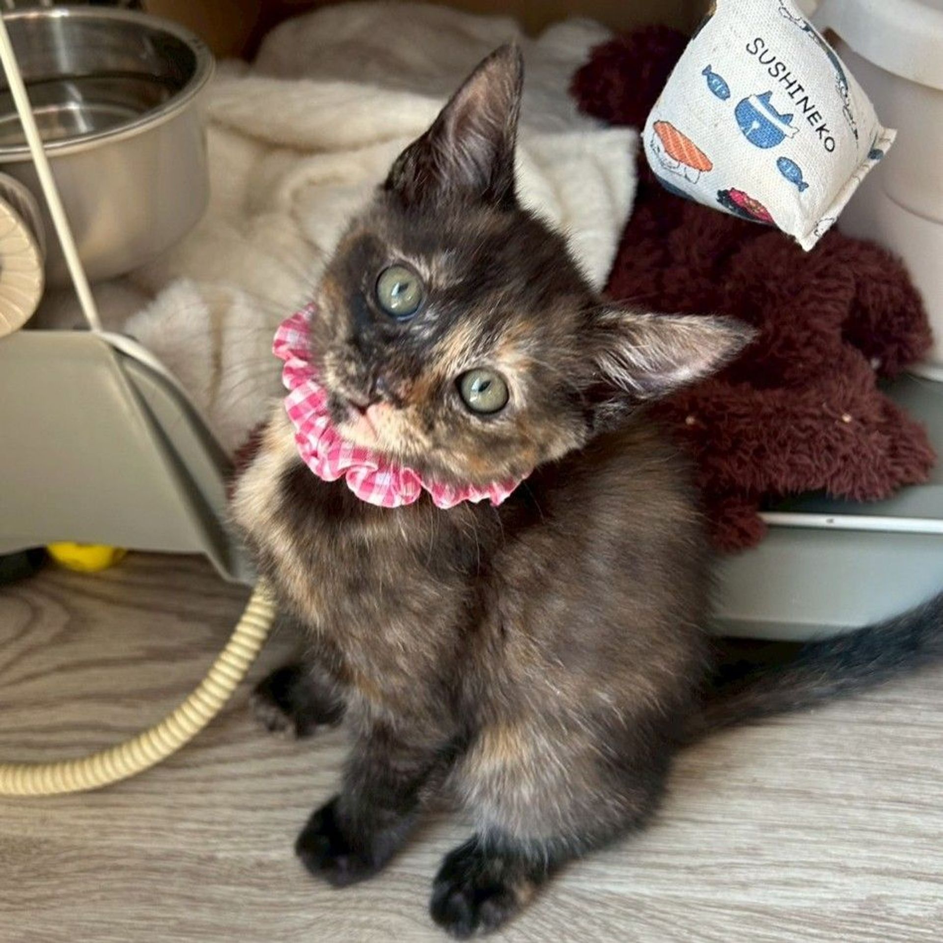 雑種（ミックス猫）・メスの里親募集の写真