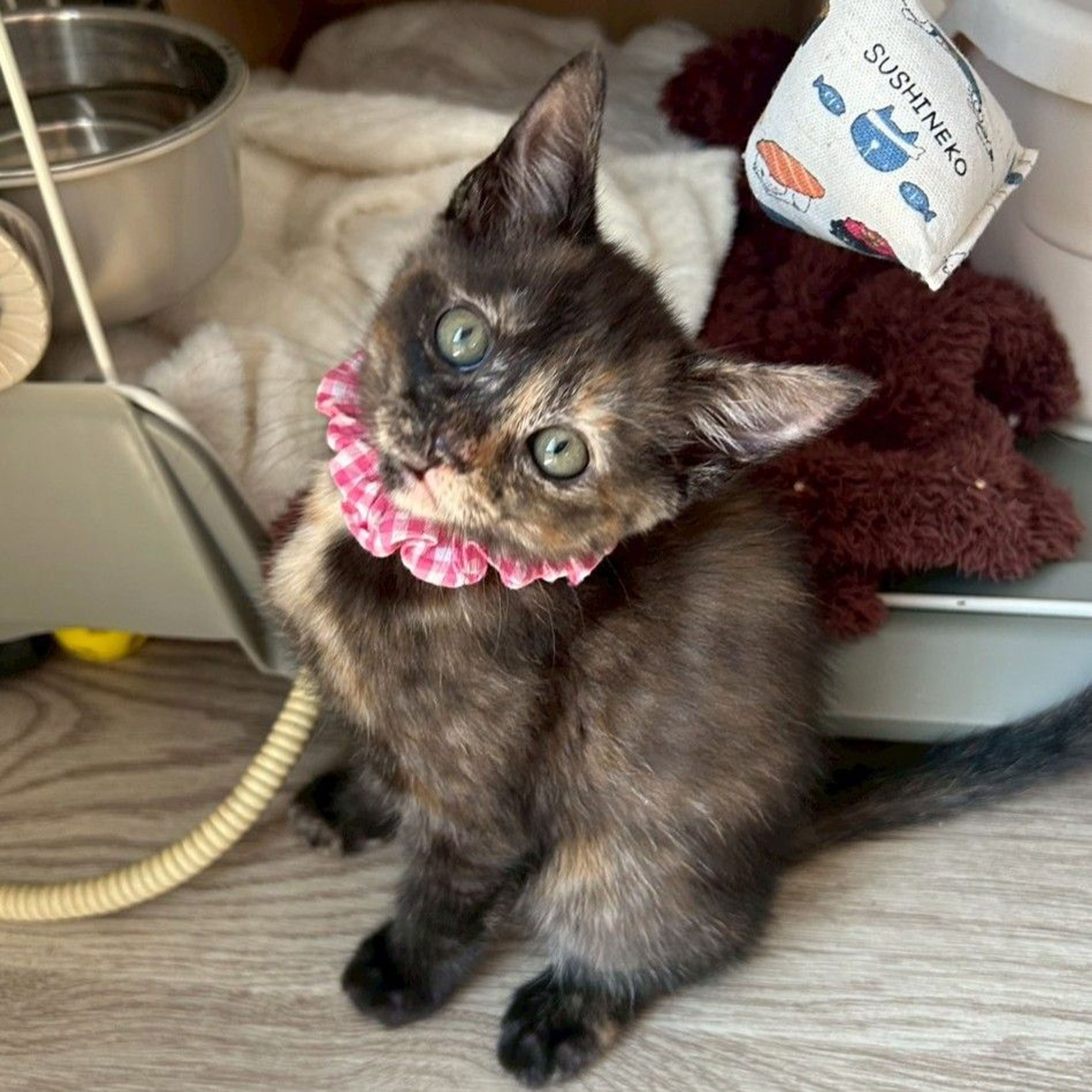 雑種（ミックス猫）・メスの里親募集の写真