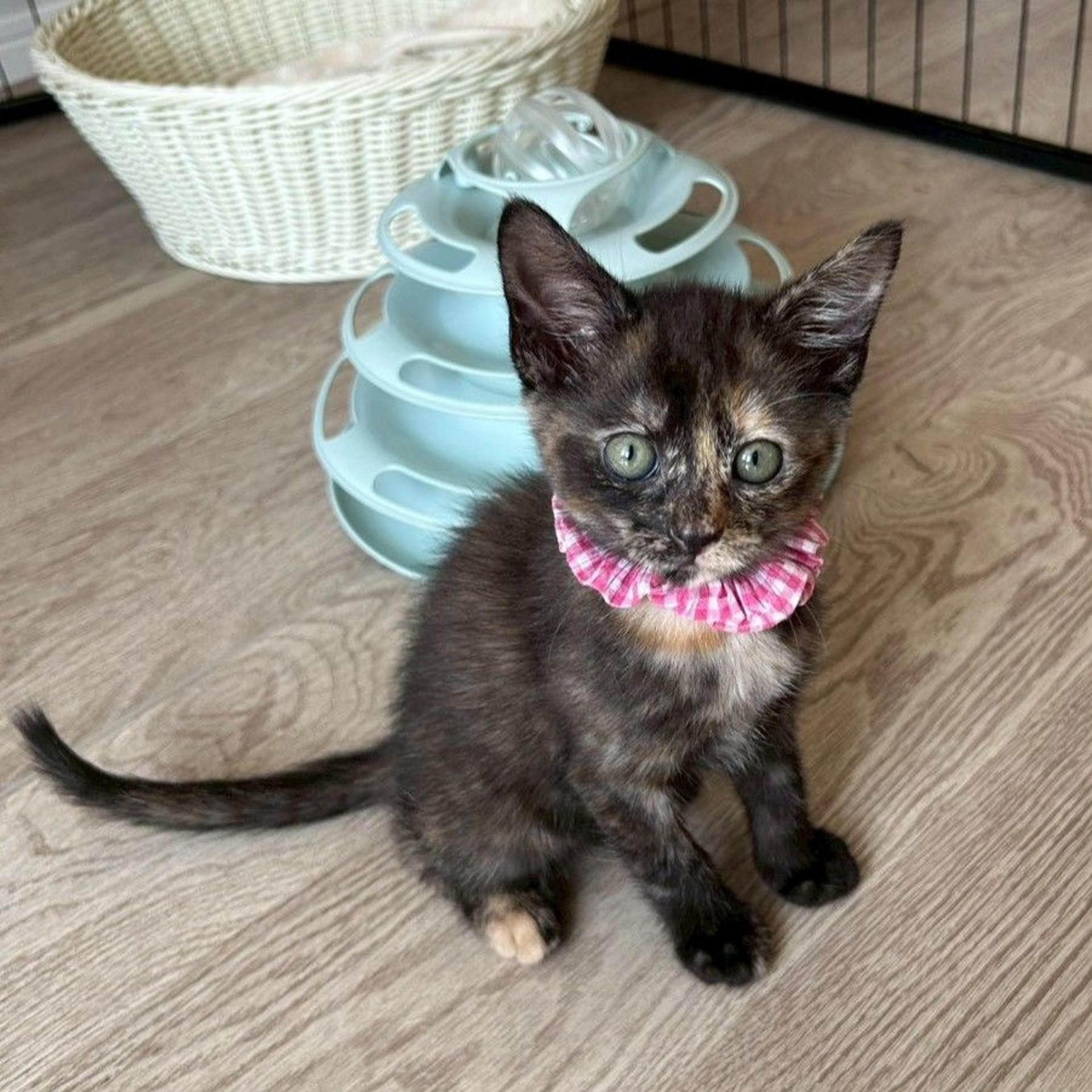 pet-image-2