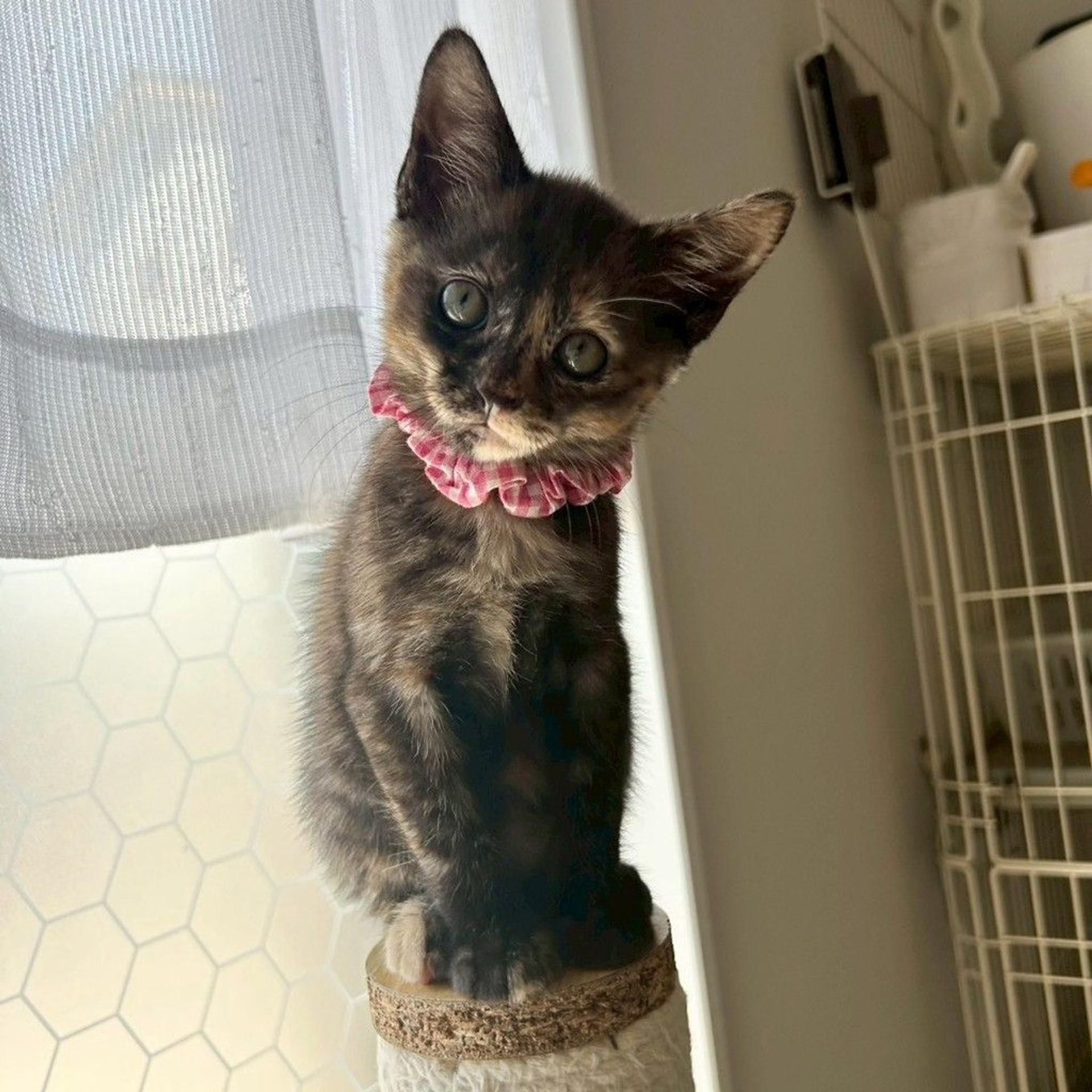 pet-image-7