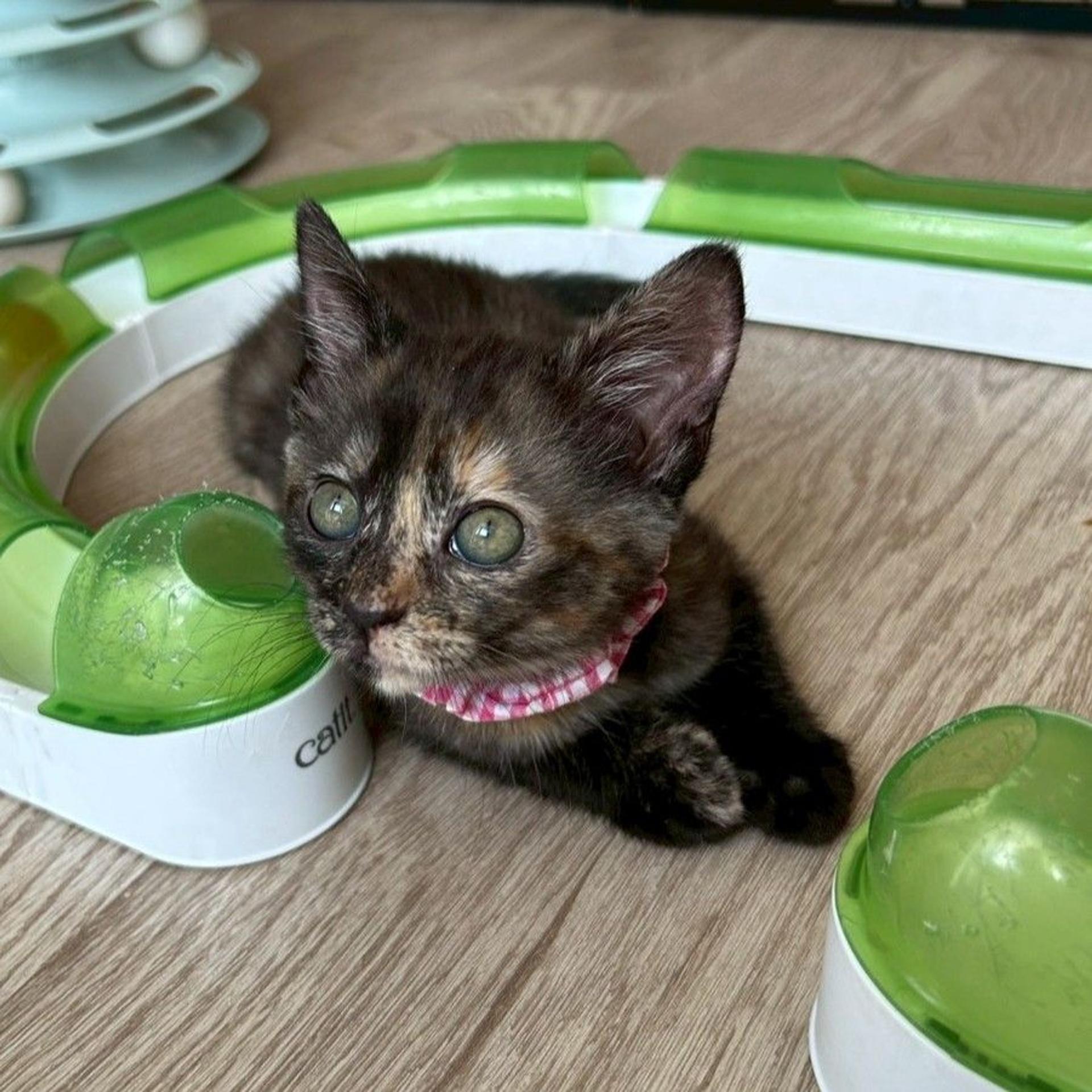 pet-image-9