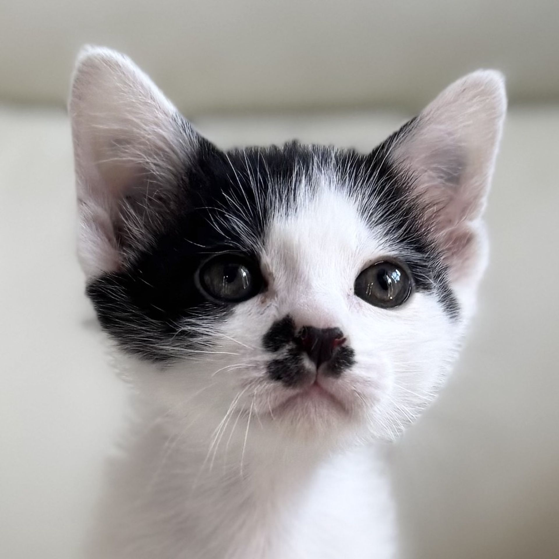 雑種（ミックス猫）・オスの里親募集の写真