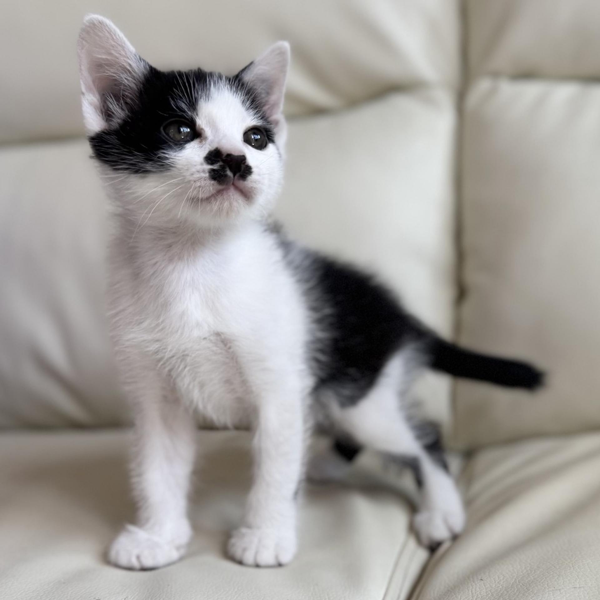 pet-image-2