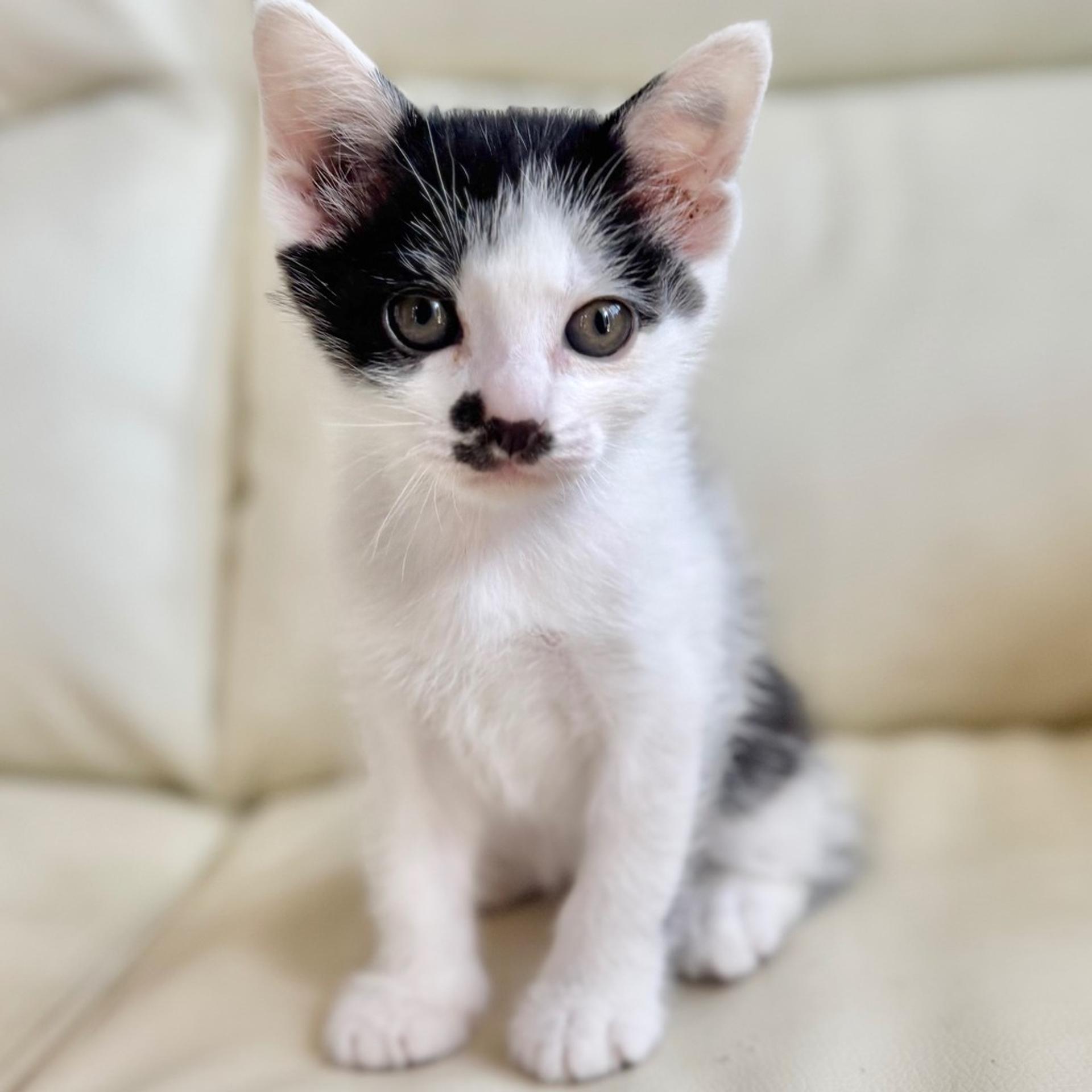 pet-image-3