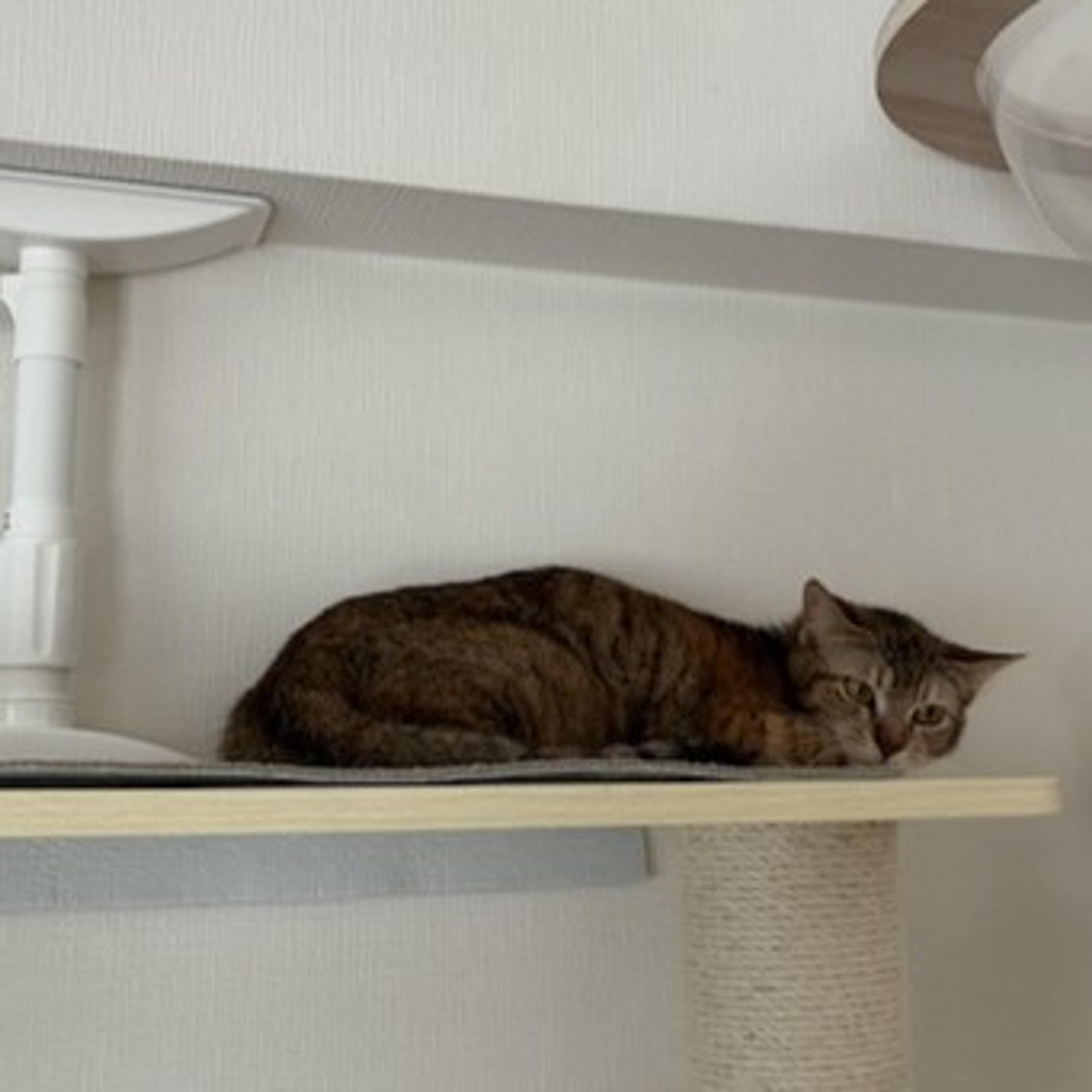 pet-image-3