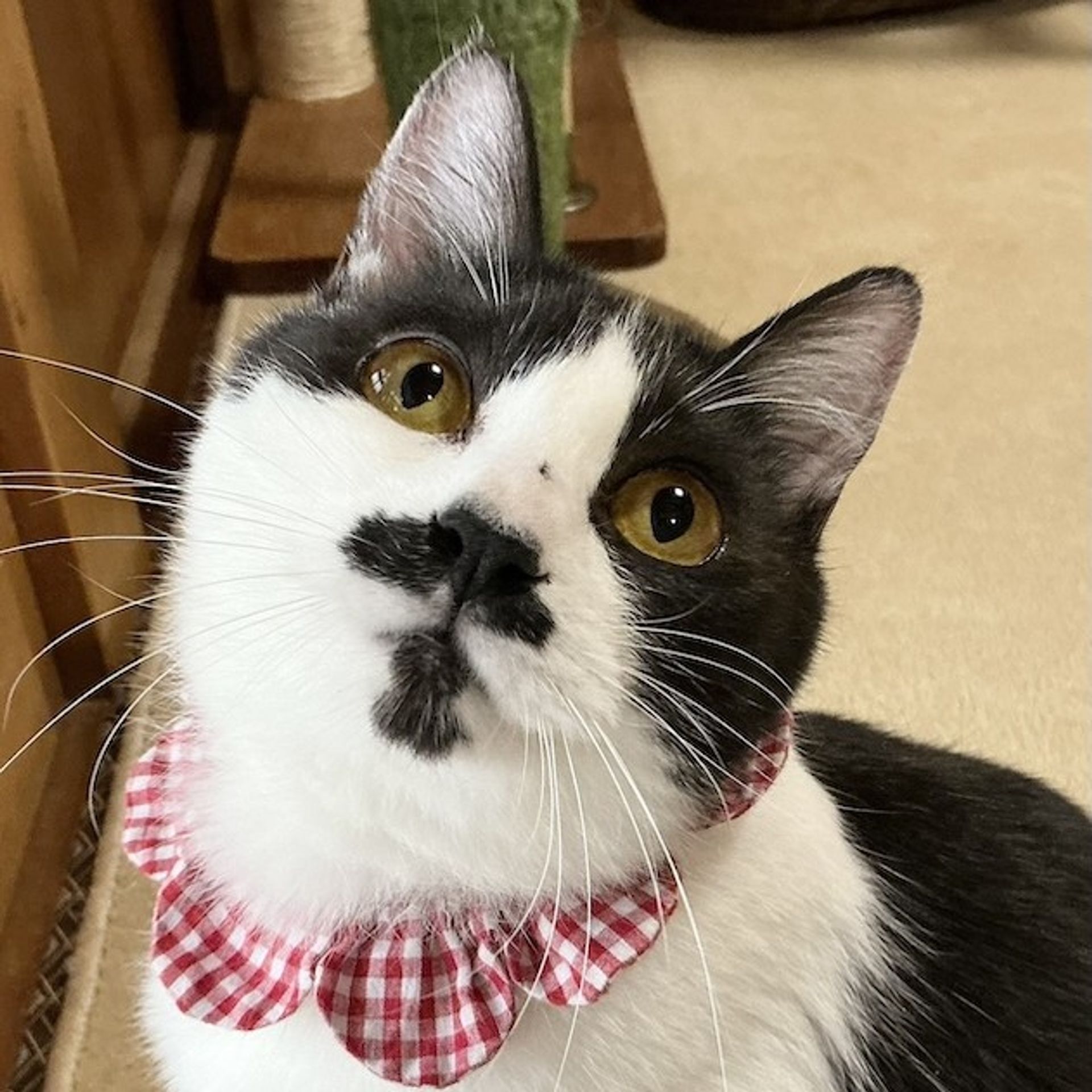 雑種（ミックス猫）・メスの里親募集の写真
