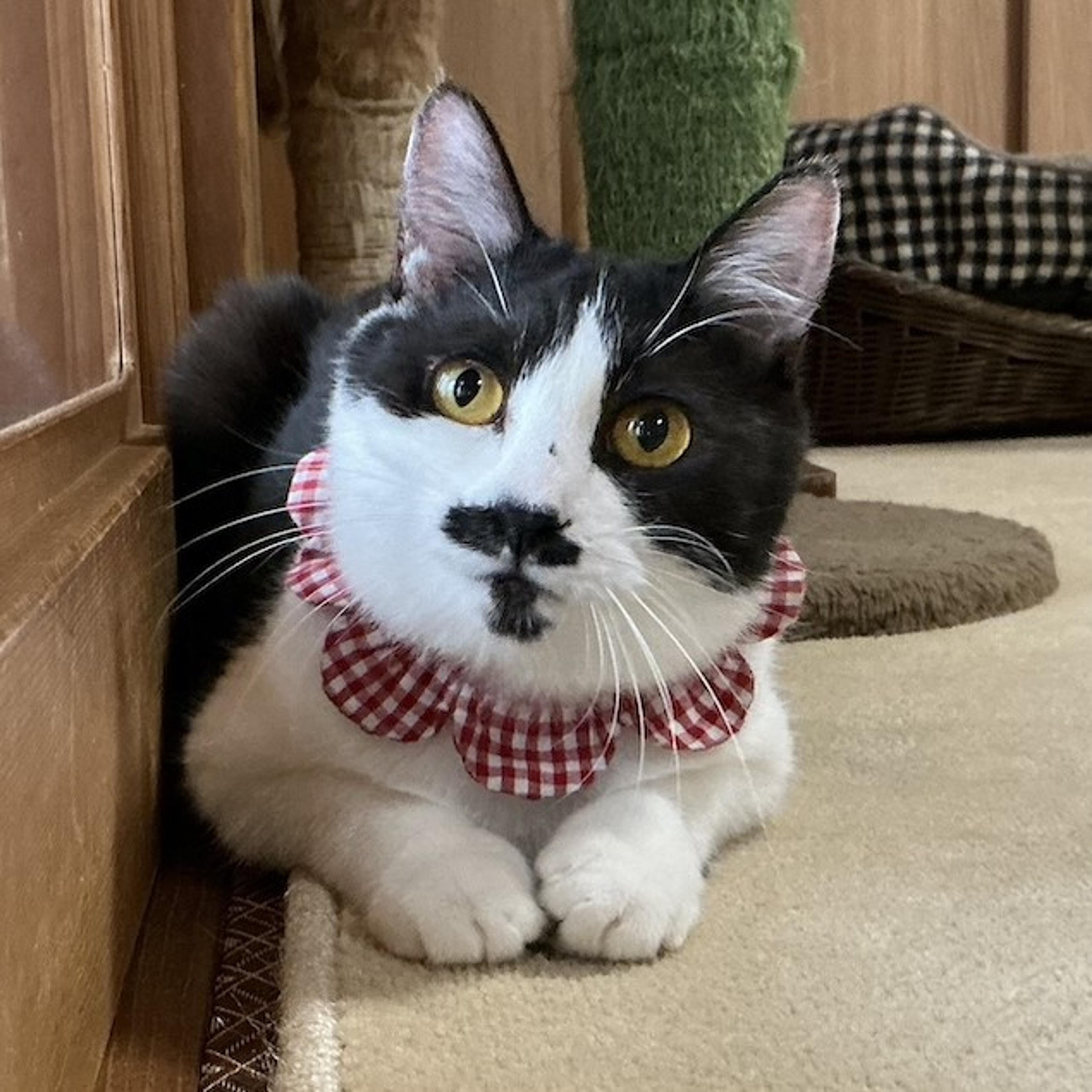 pet-image-2