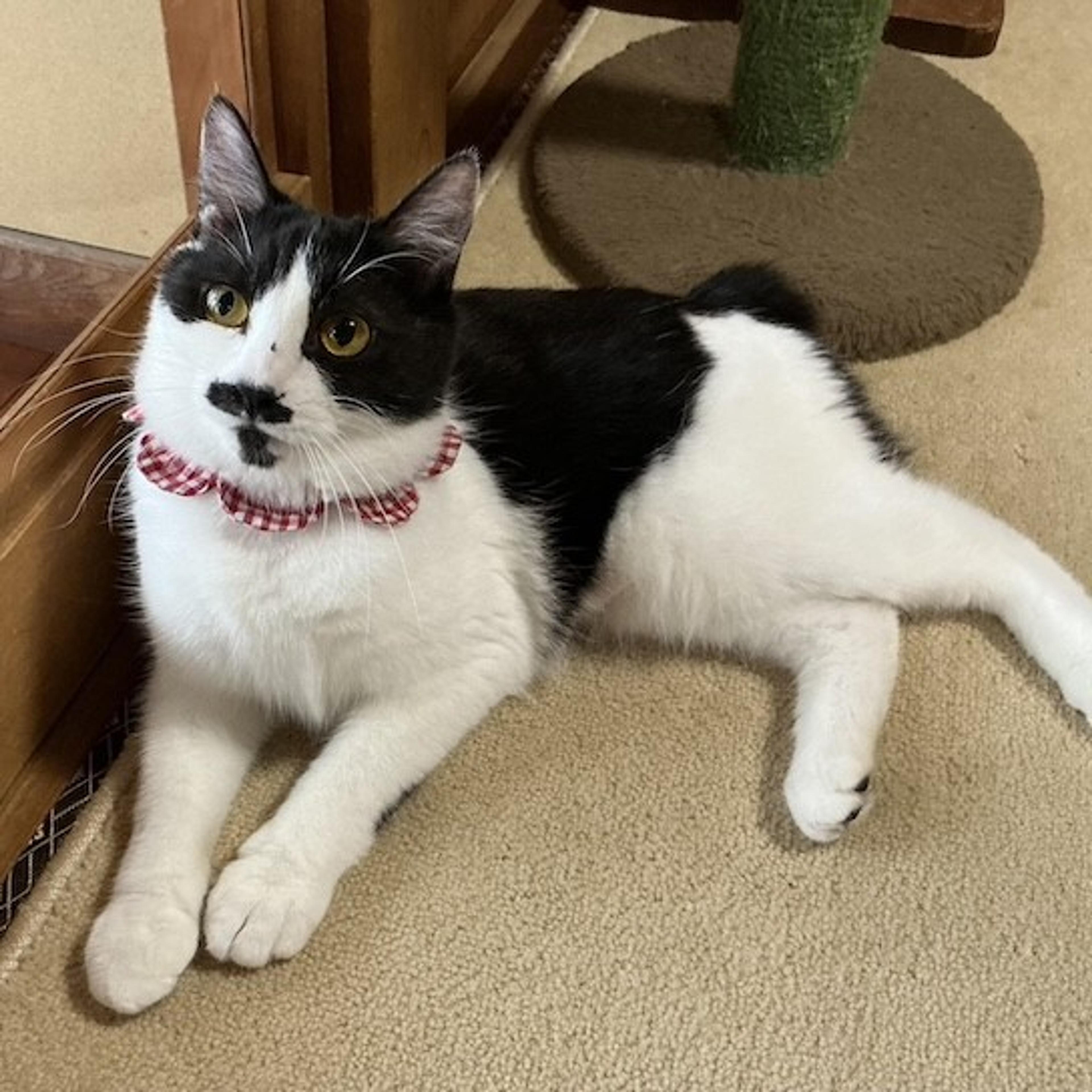 pet-image-3