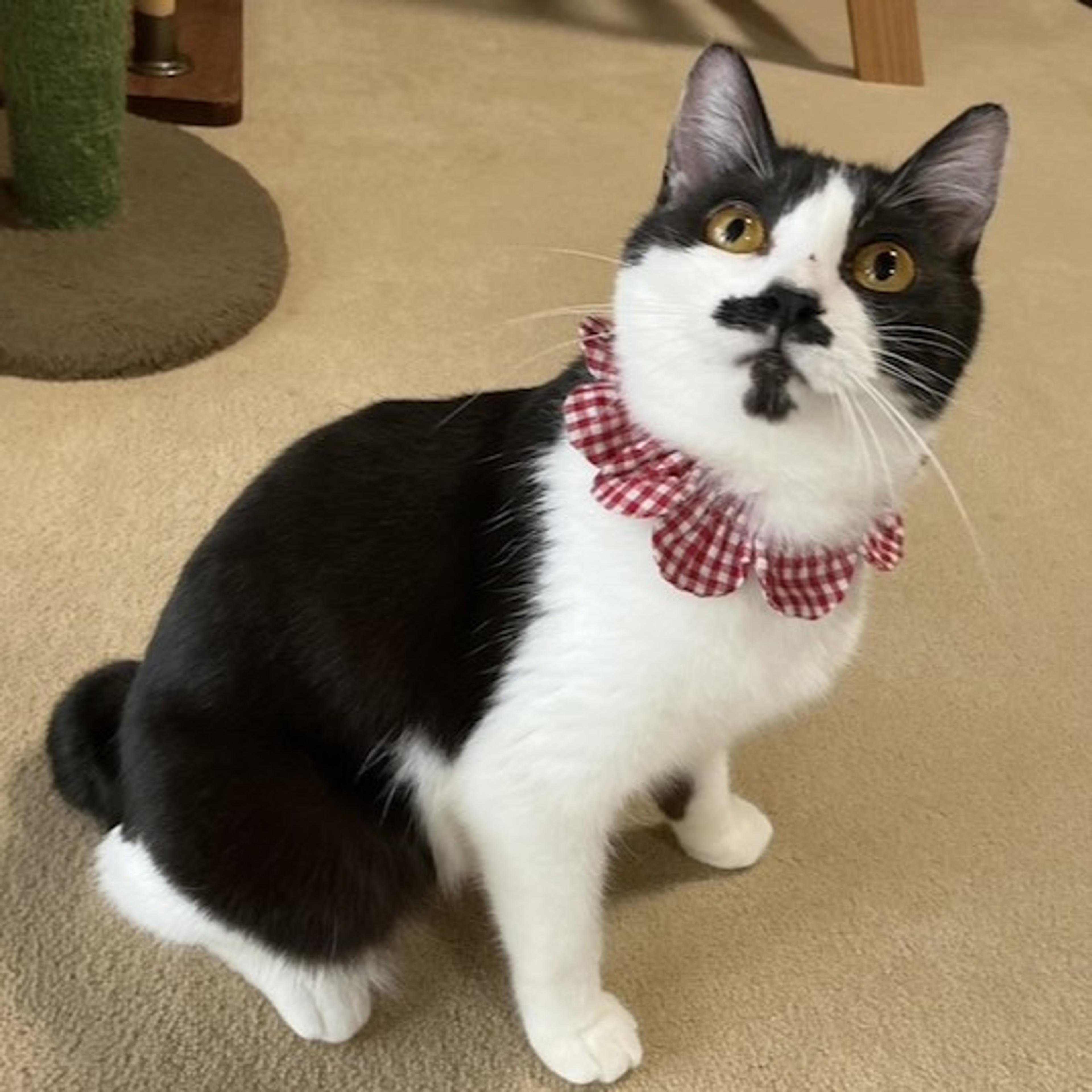 pet-image-4