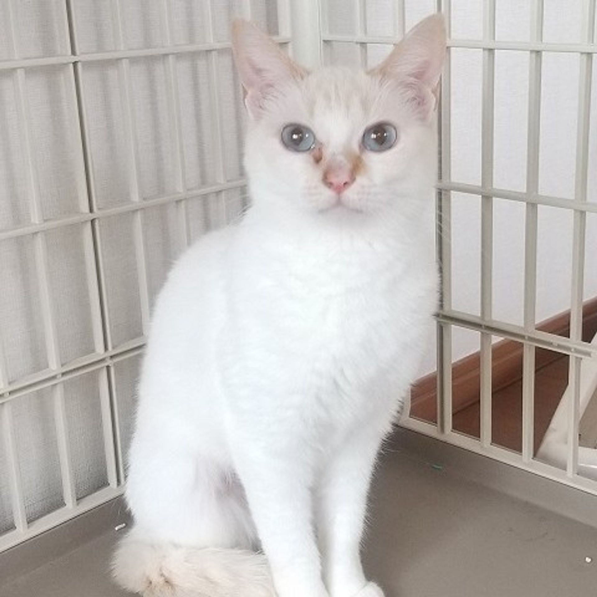 雑種（ミックス猫）・メスの里親募集の写真