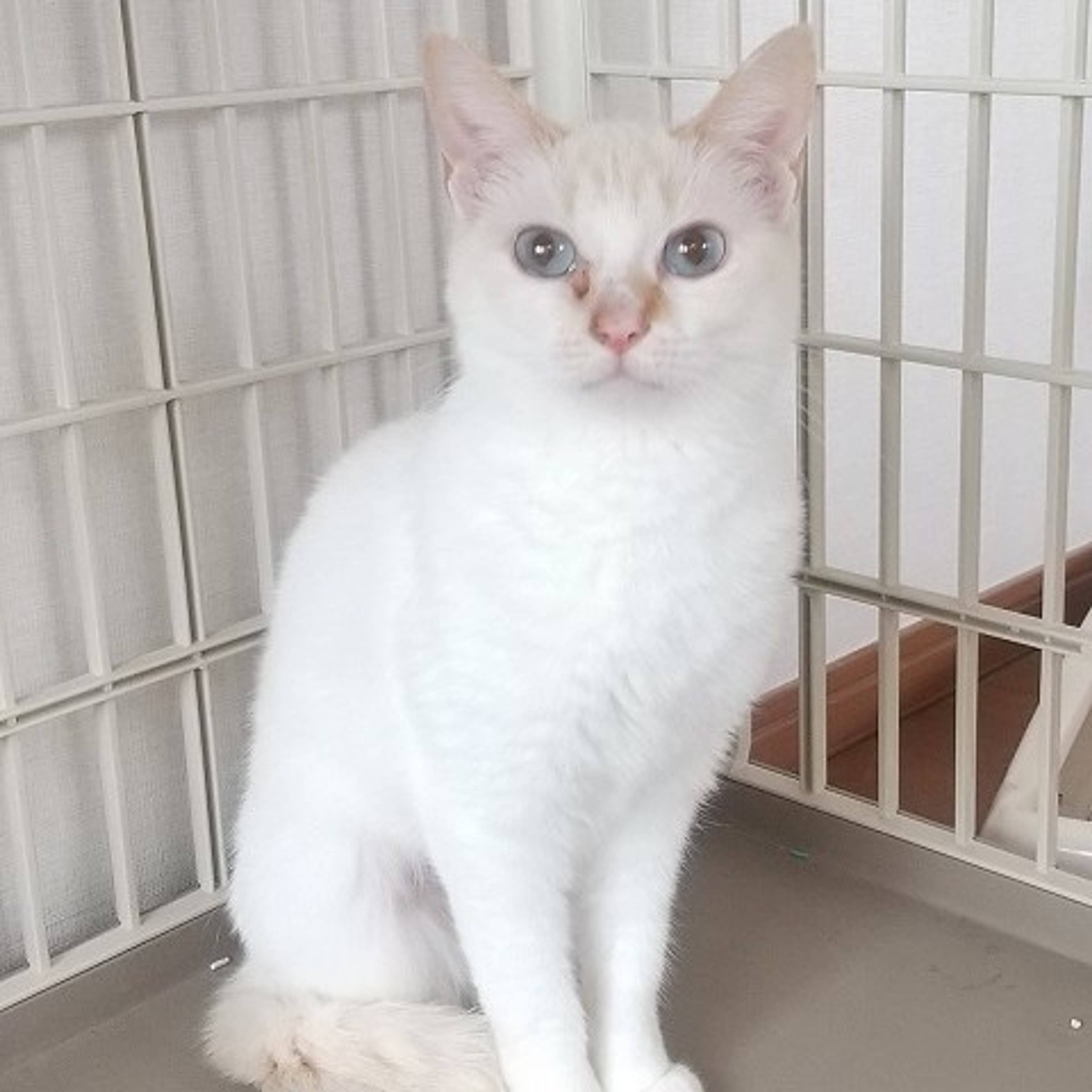 雑種（ミックス猫）・メスの里親募集の写真