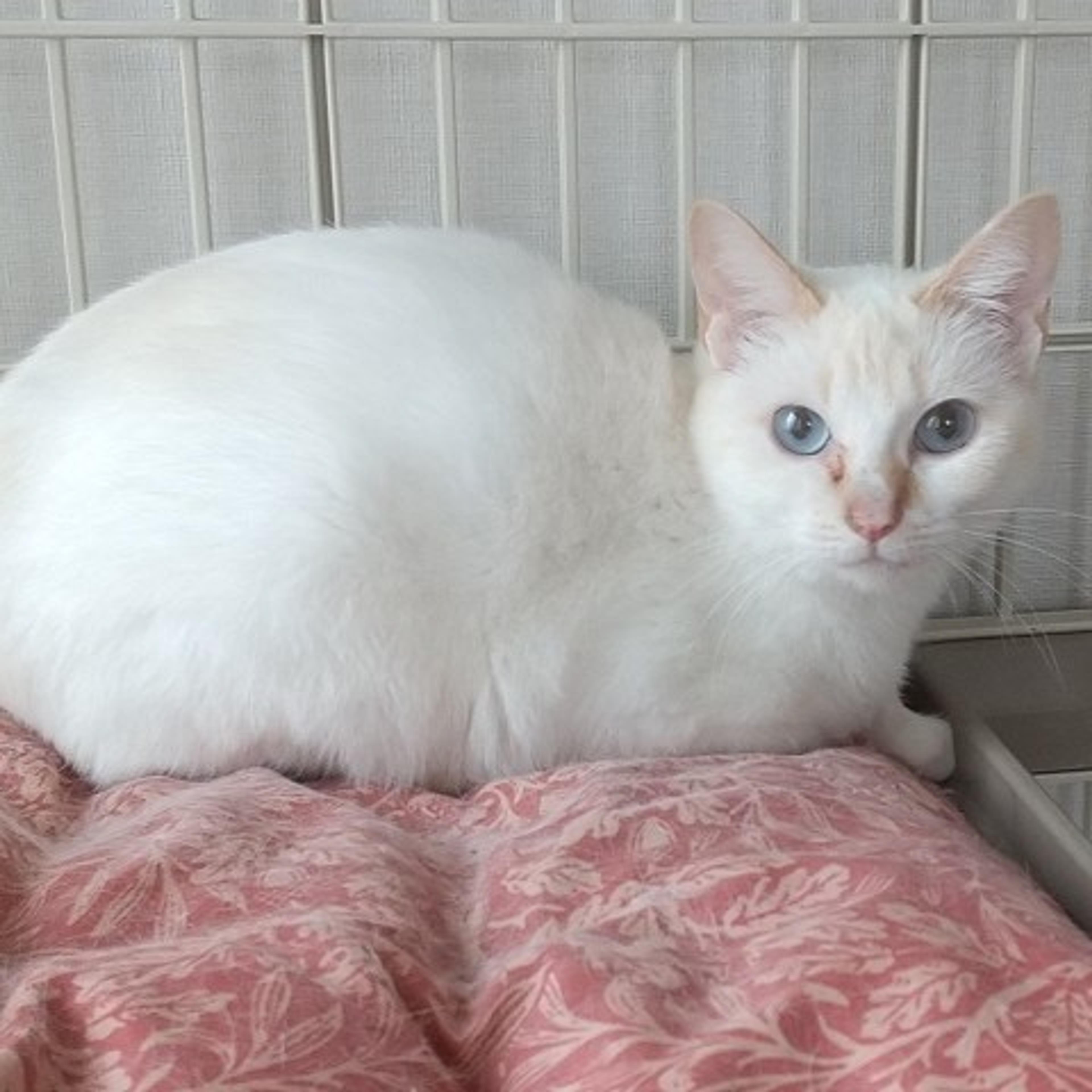 pet-image-2