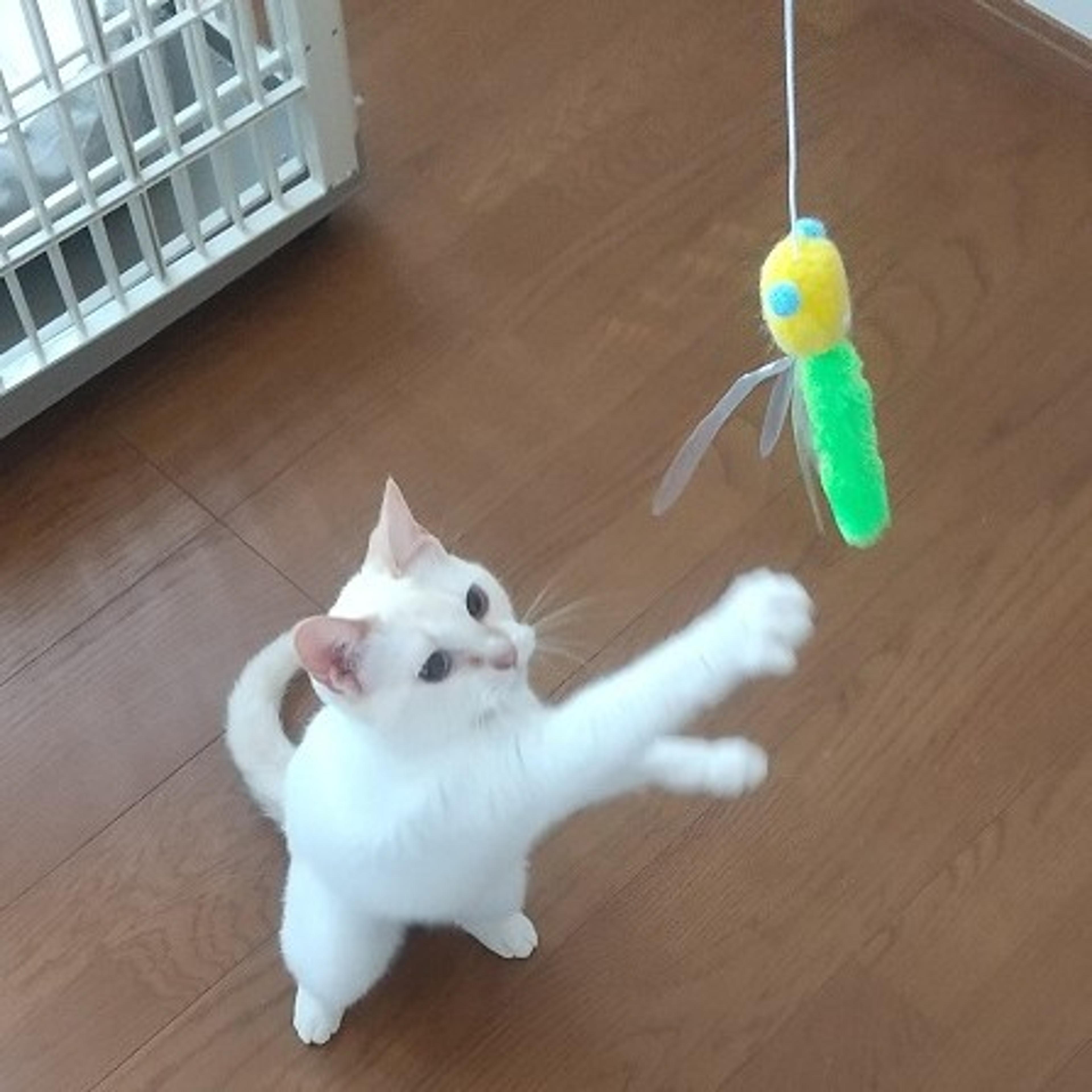 pet-image-3