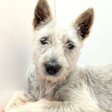 雑種（ミックス犬）・メスの里親募集の写真