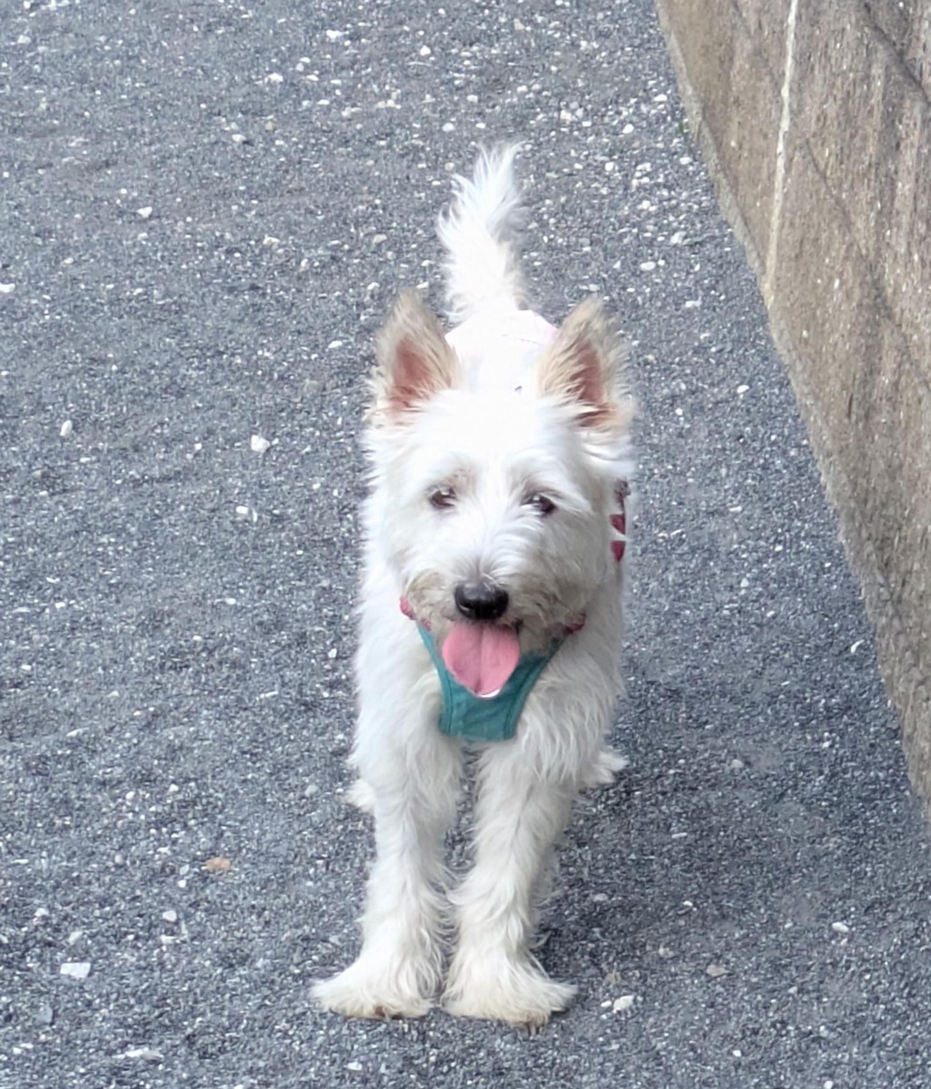 pet-image-2