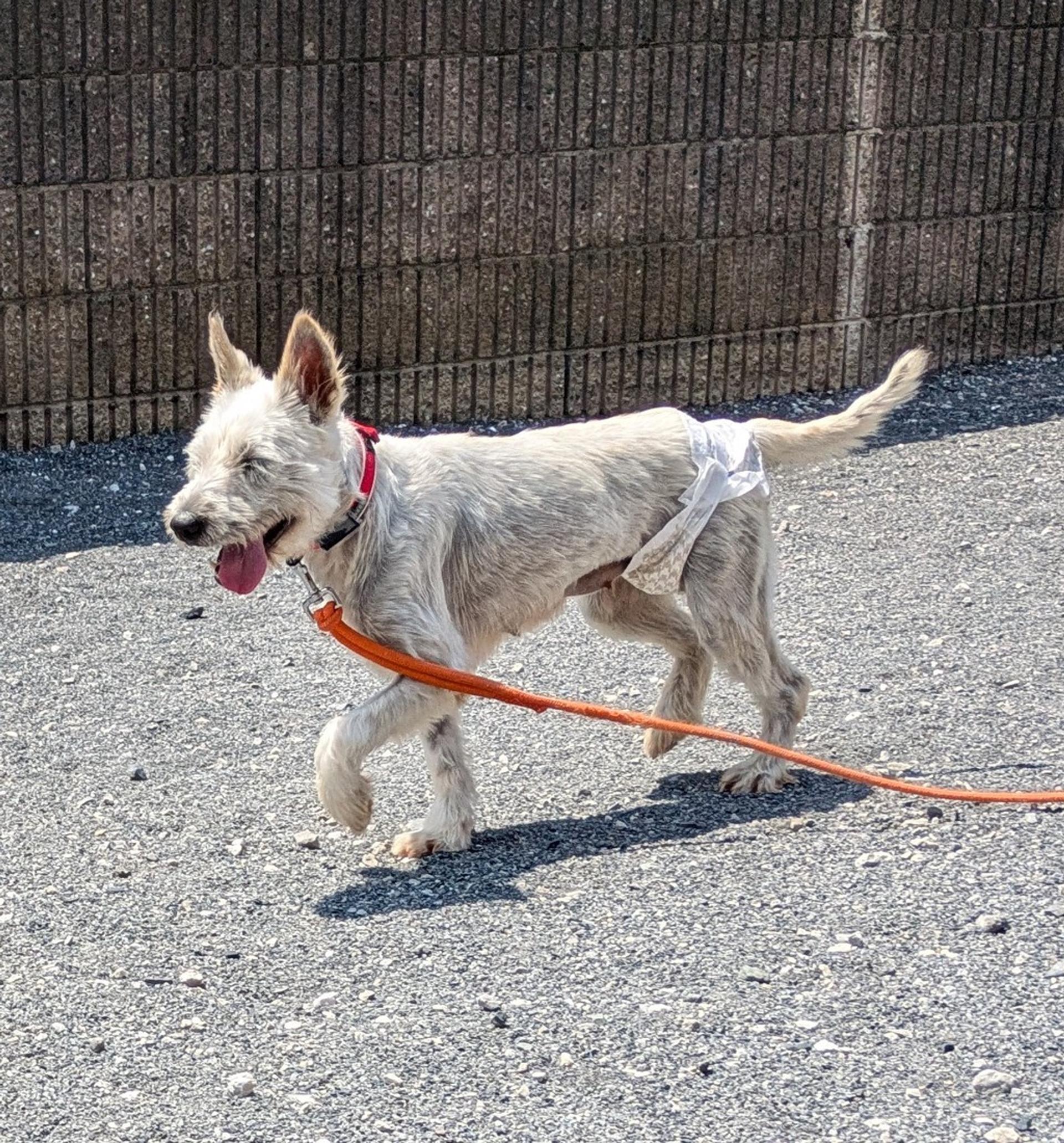 pet-image-3