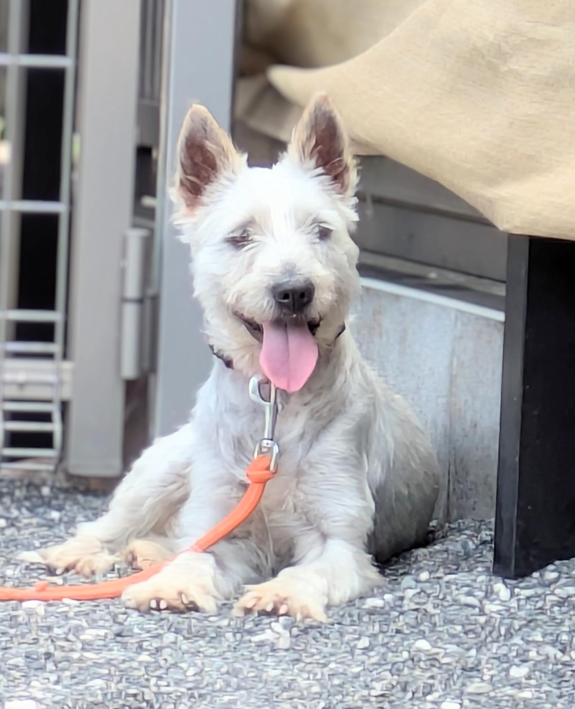 pet-image-6