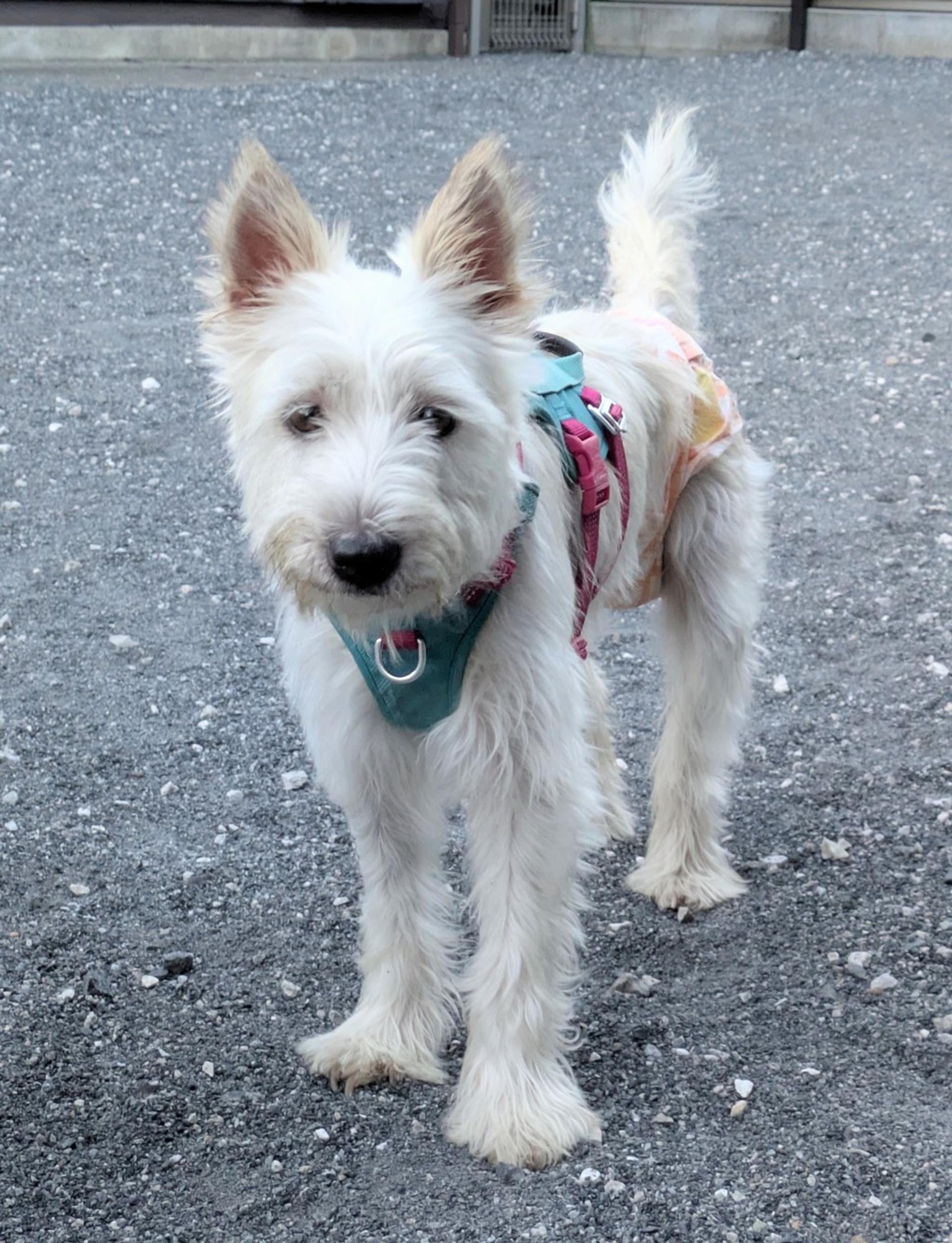 pet-image-7