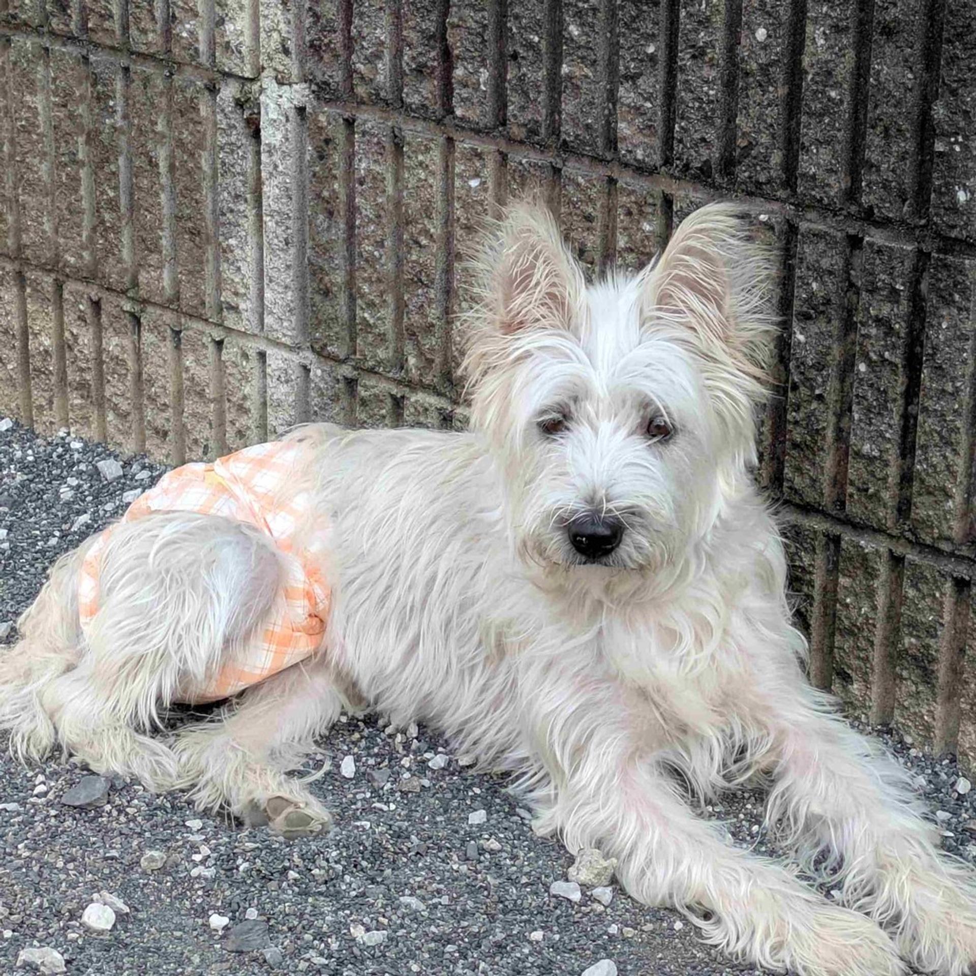 pet-image-9