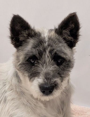 雑種（ミックス犬）・メスの里親募集の写真