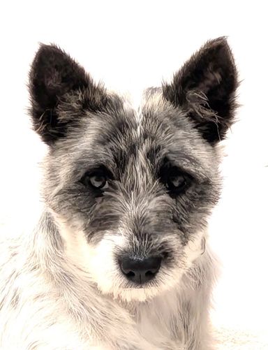 雑種（ミックス犬）・メスの里親募集の写真