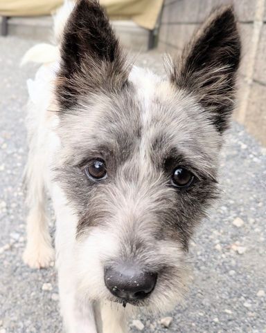 雑種（ミックス犬）・メスの里親募集の写真
