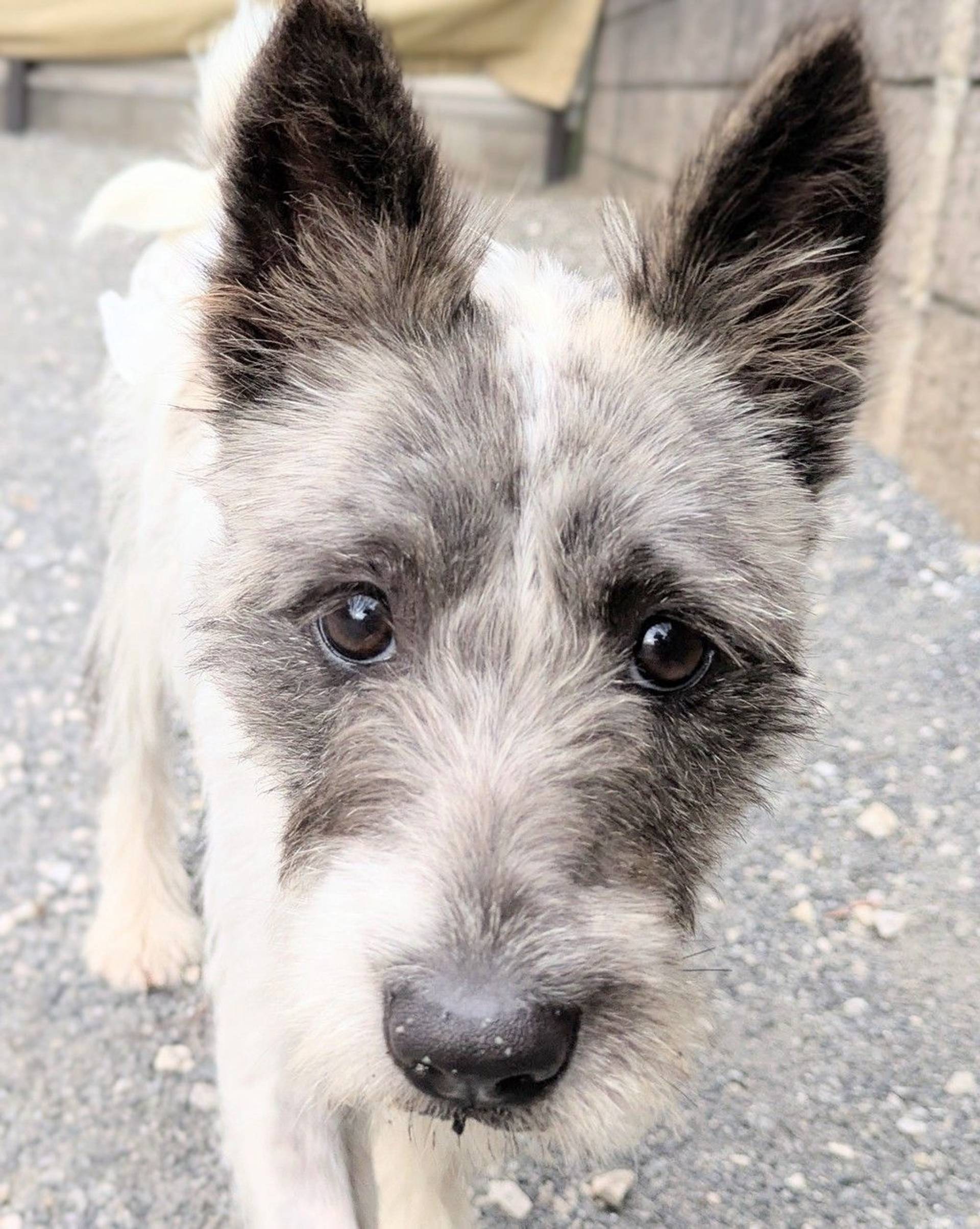 雑種（ミックス犬）・メスの里親募集の写真
