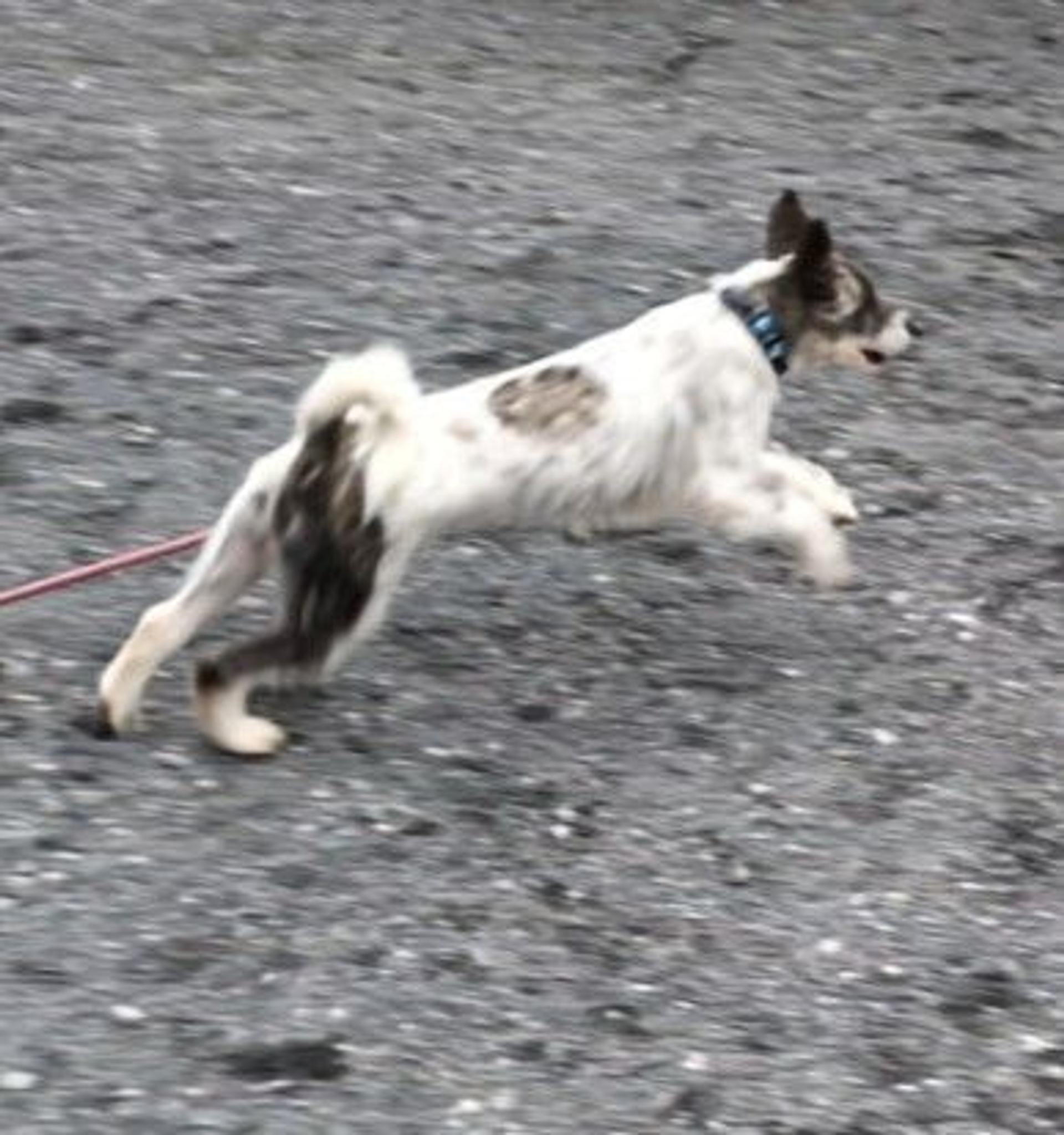pet-image-7