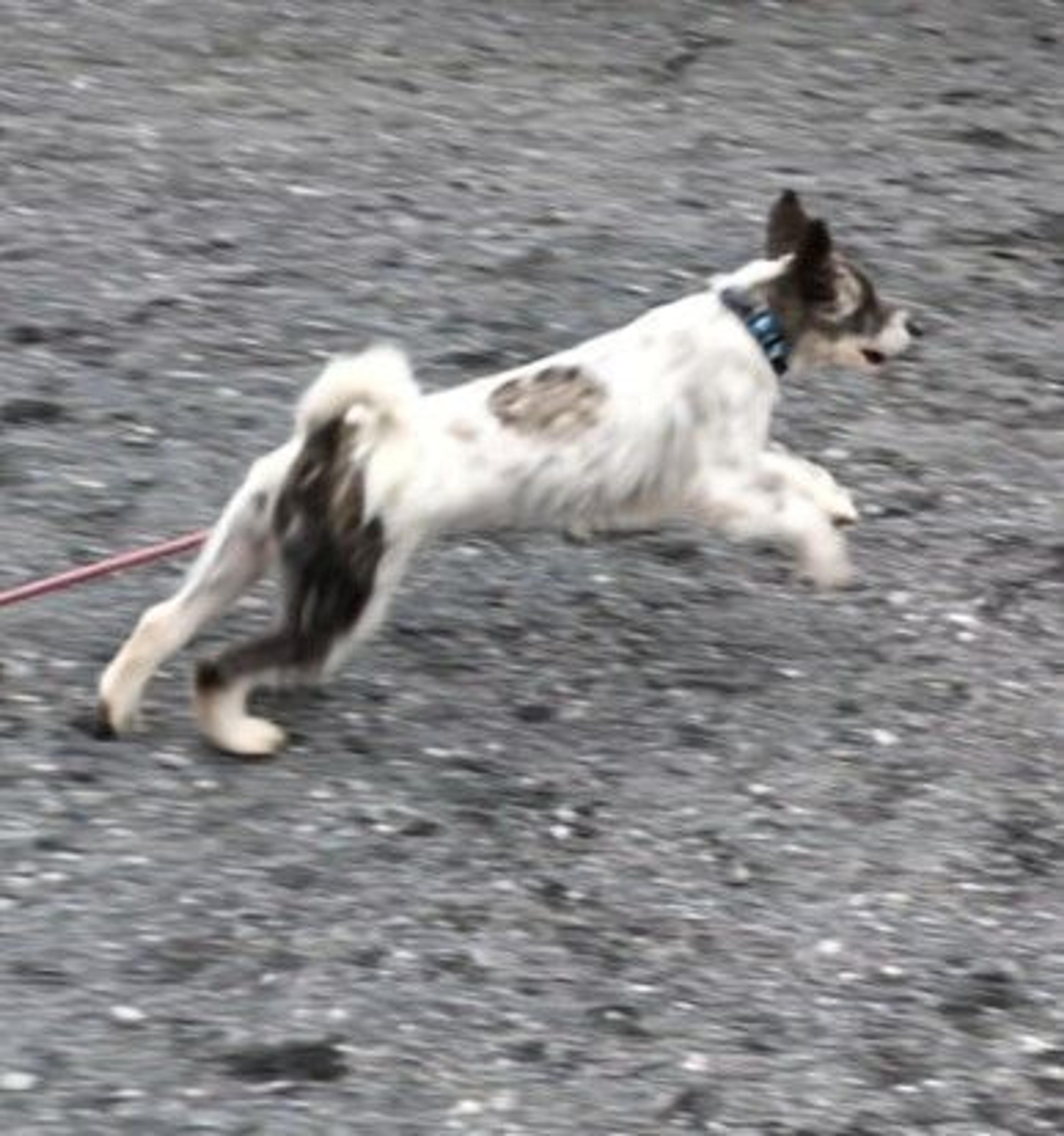 pet-image-7