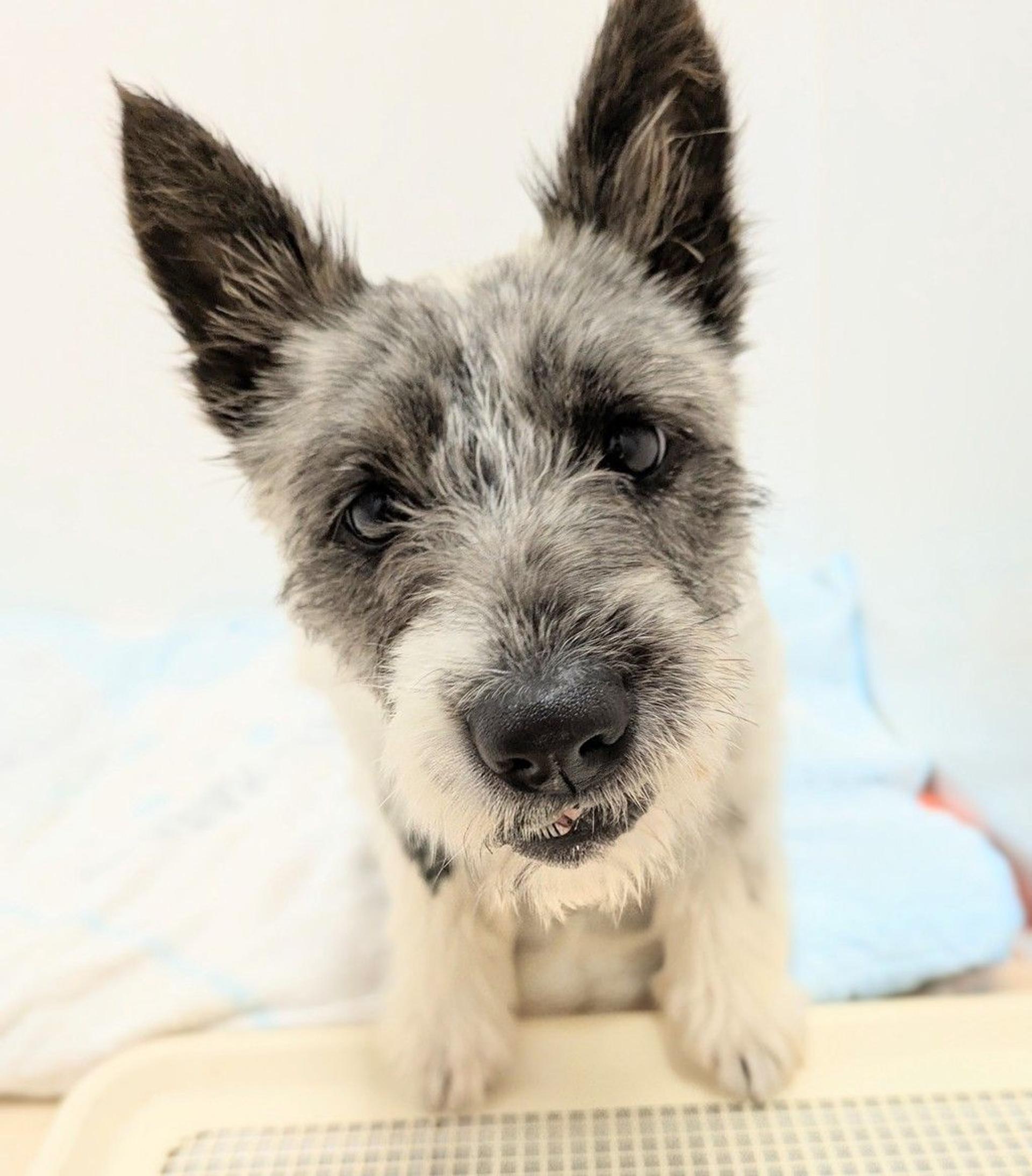 pet-image-9