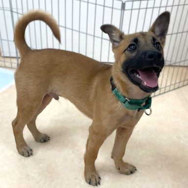 雑種（ミックス犬）・オスの里親募集の写真