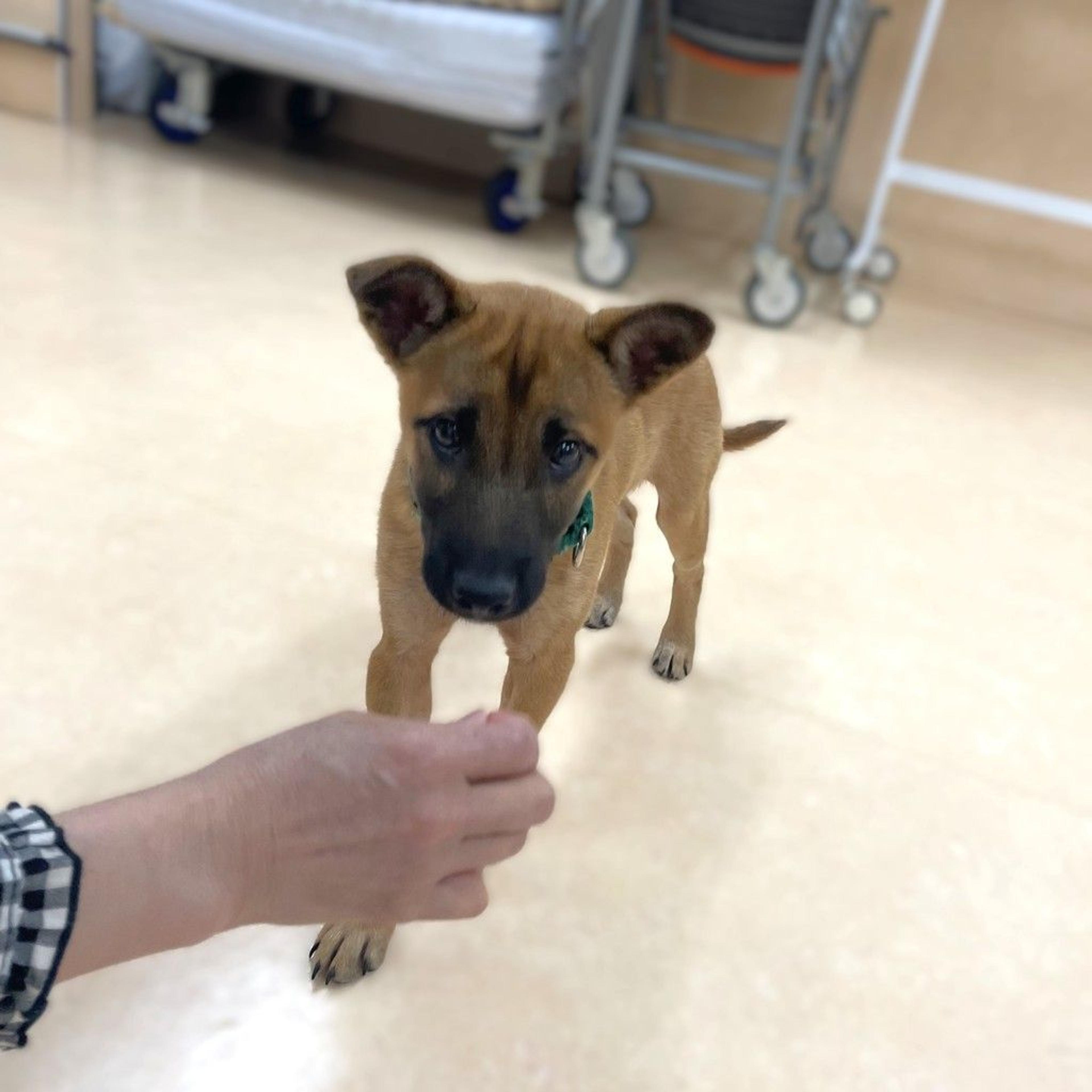 pet-image-4