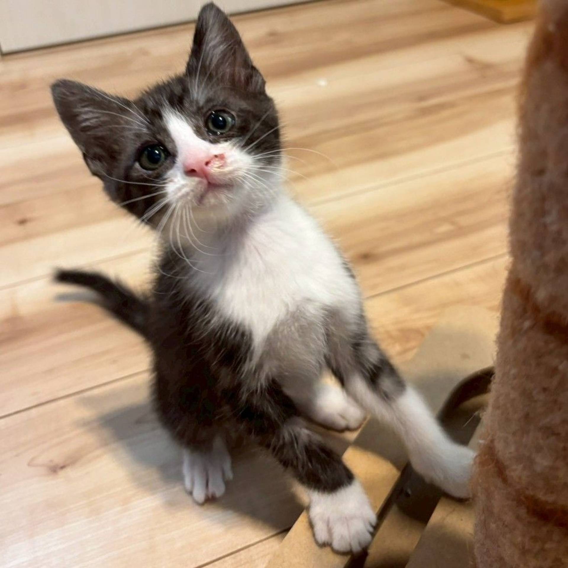 雑種（ミックス猫）・オスの里親募集の写真