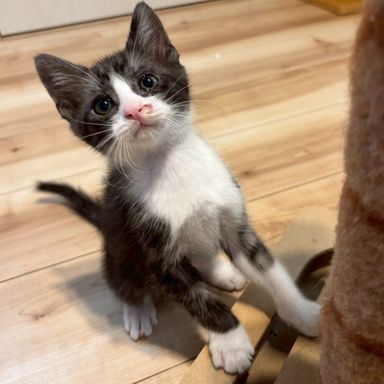 雑種（ミックス猫）・オスの里親募集の写真