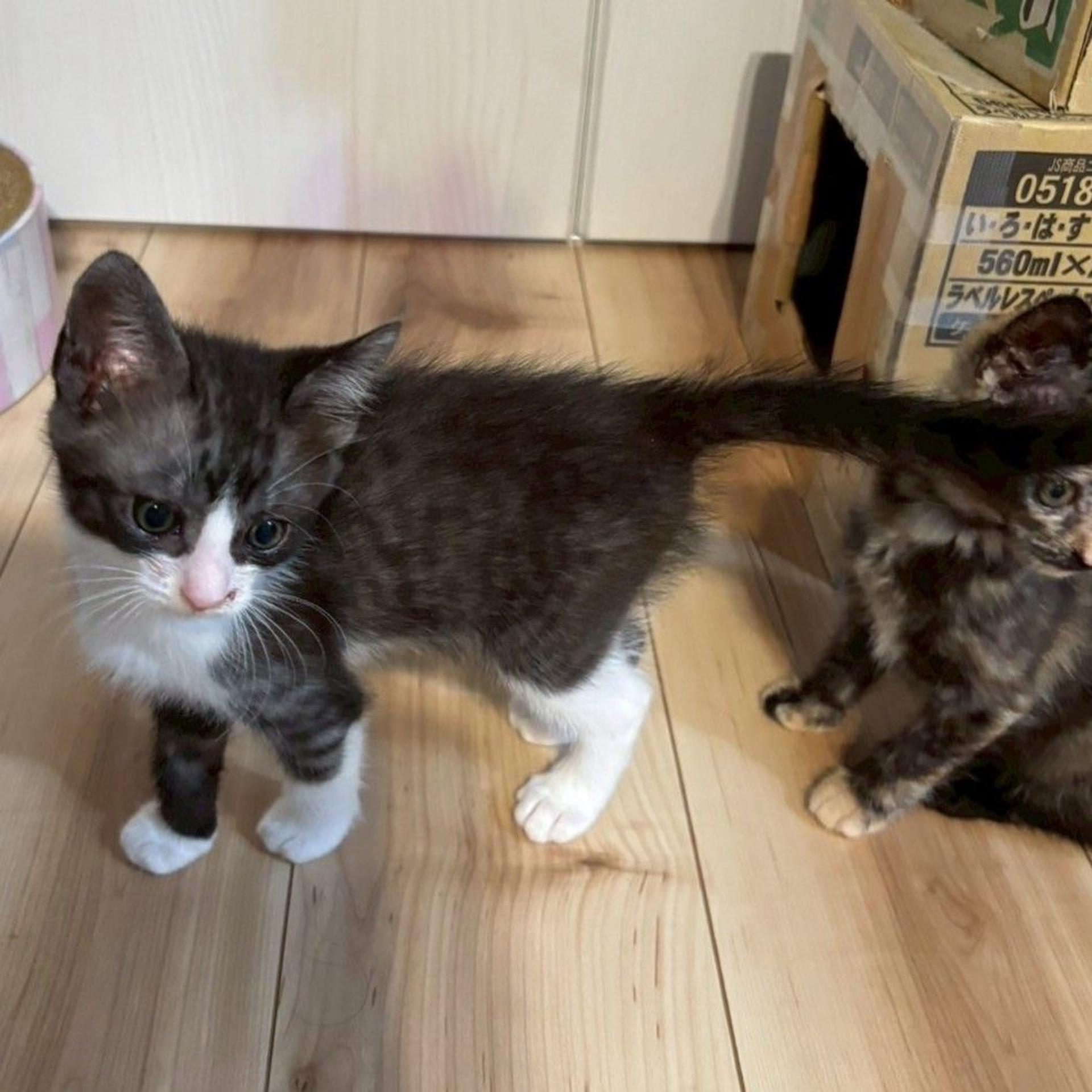 pet-image-6