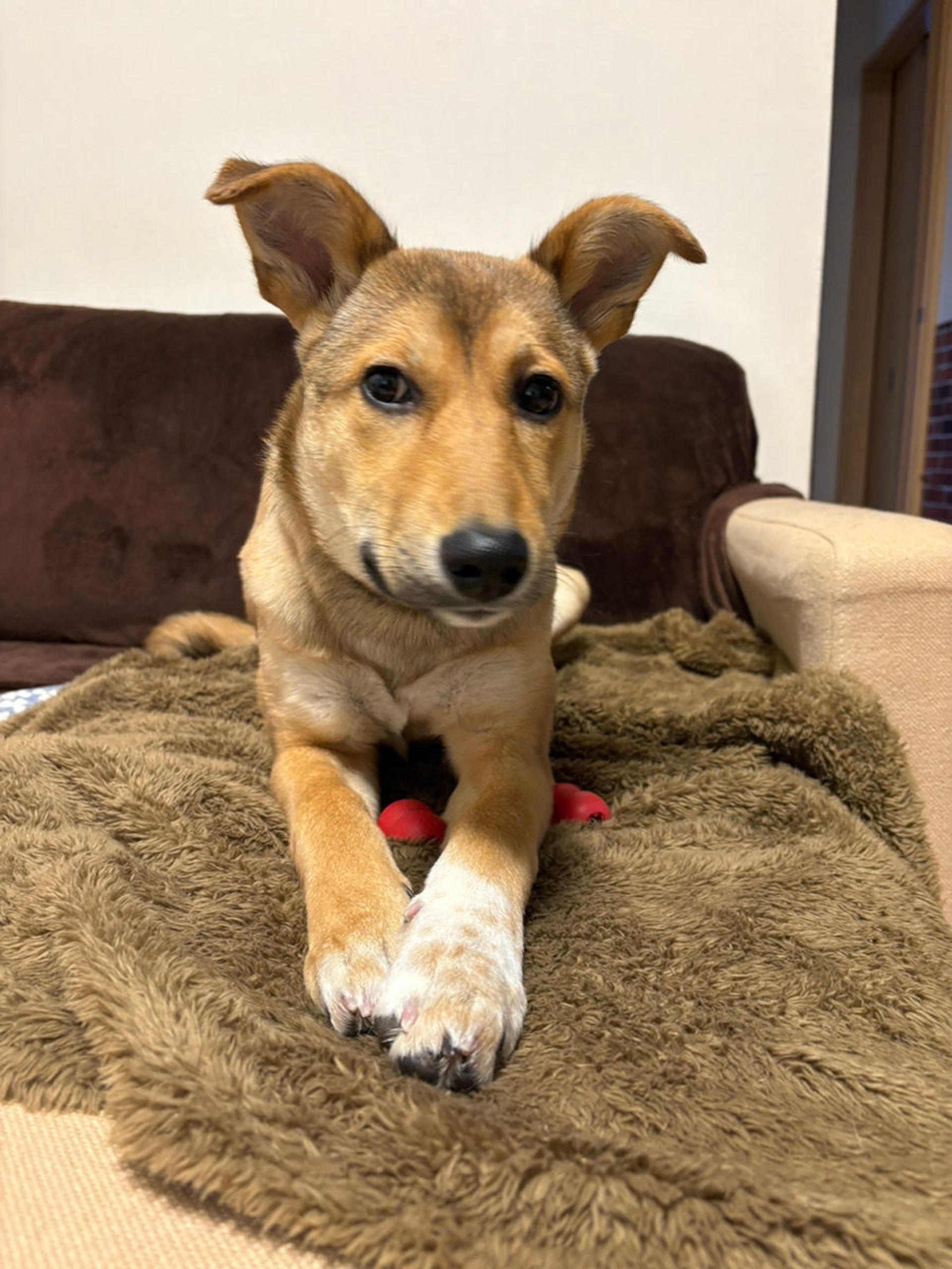 pet-image-3
