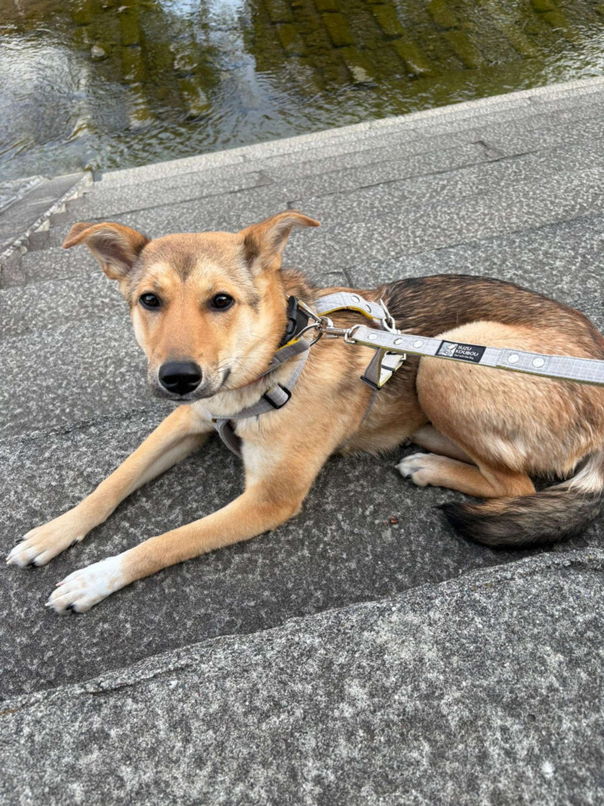 pet-image-4