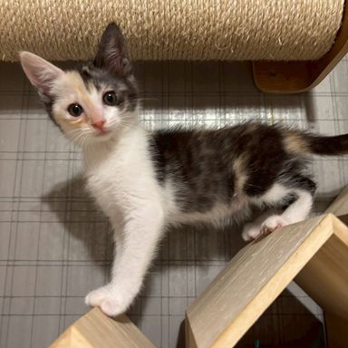 雑種（ミックス猫）・メスの里親募集の写真