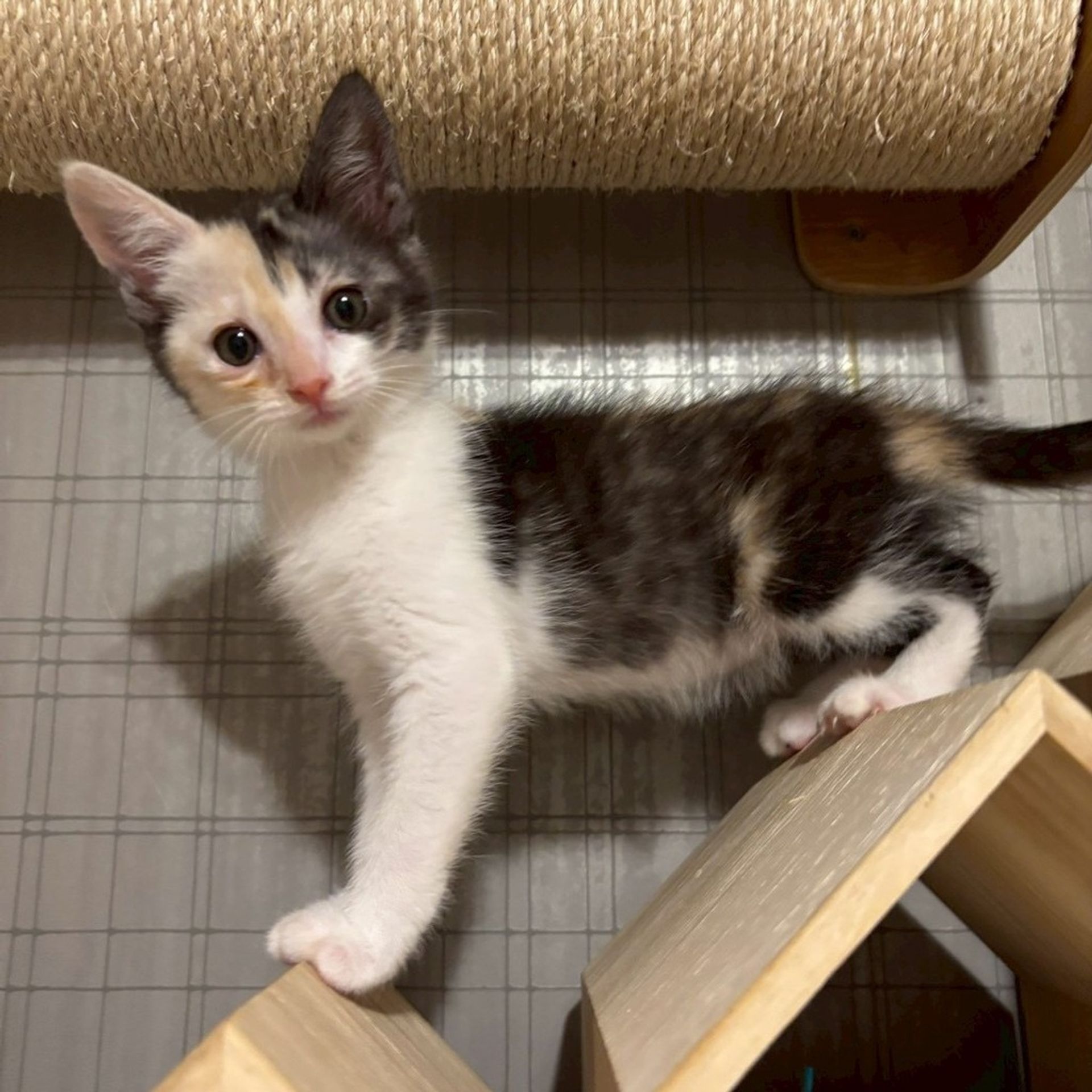 雑種（ミックス猫）・メスの里親募集の写真