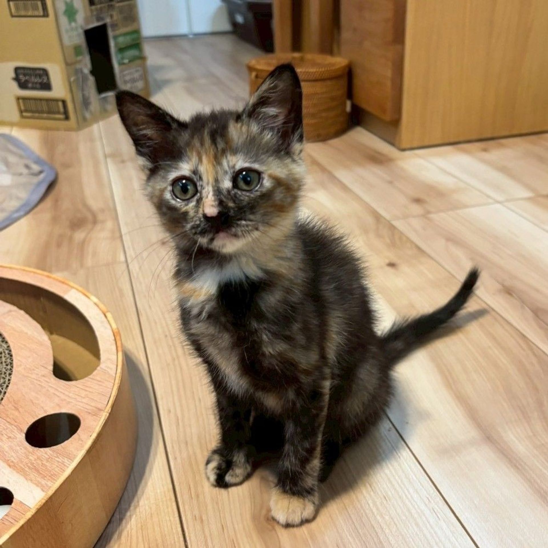 雑種（ミックス猫）・メスの里親募集の写真