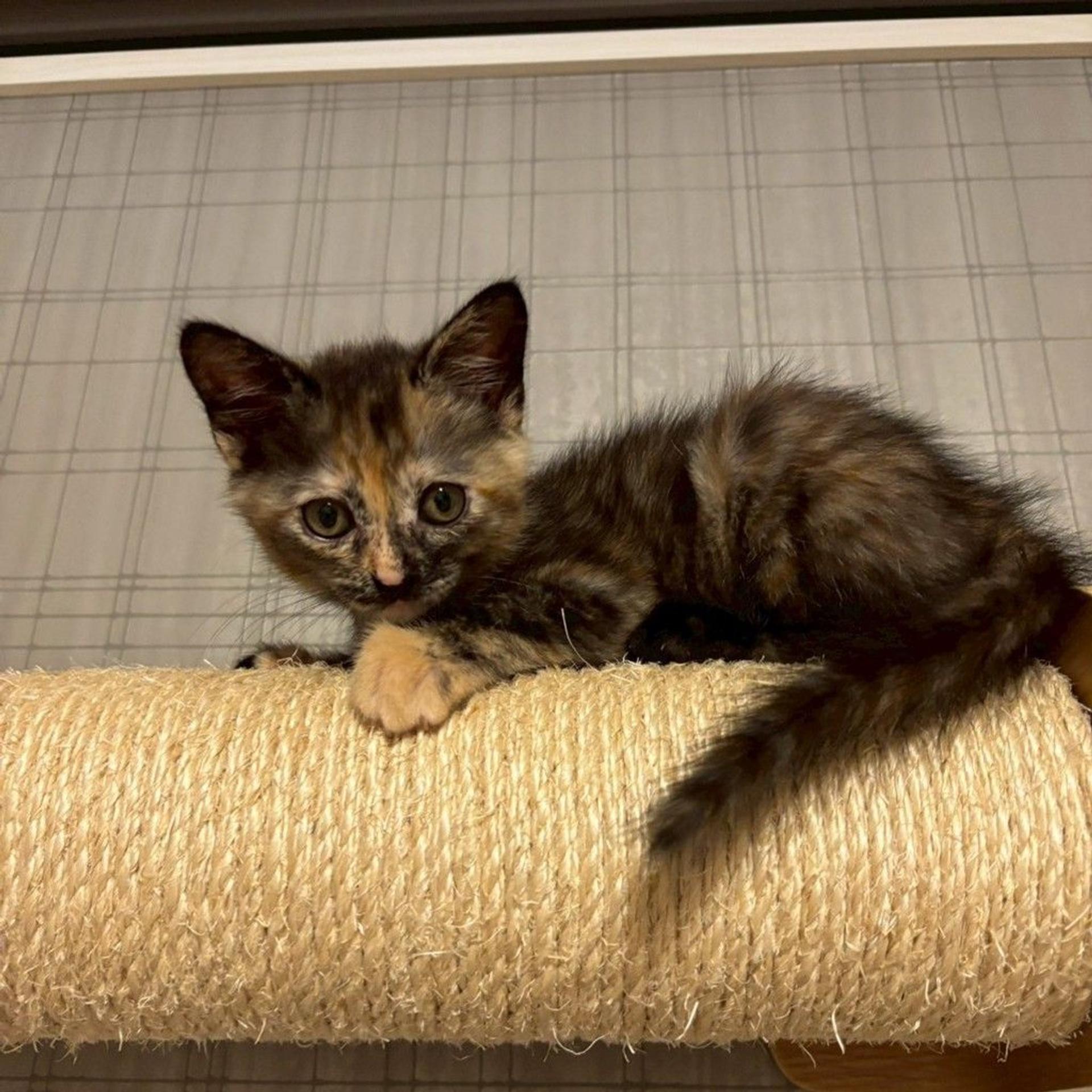 pet-image-4