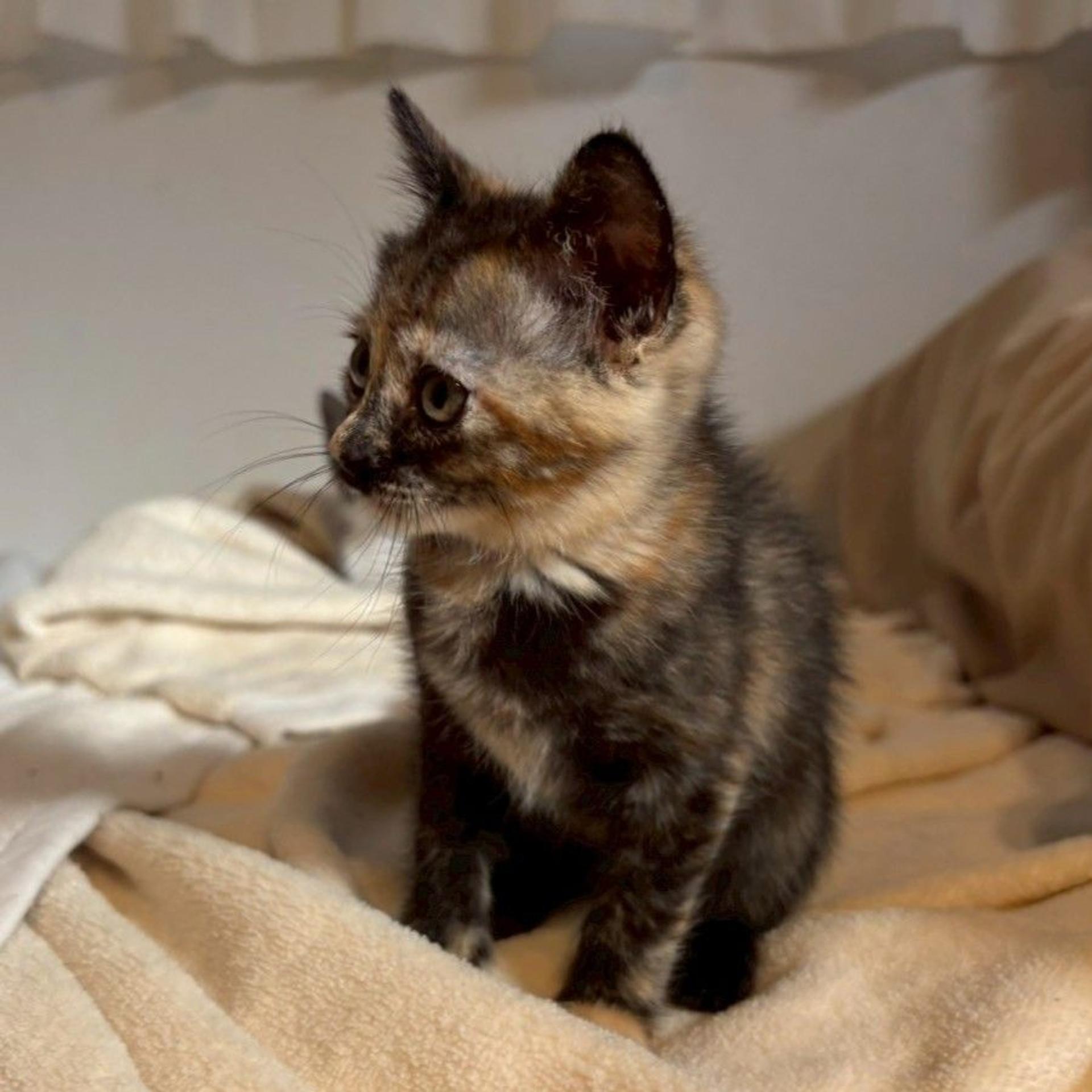 pet-image-6