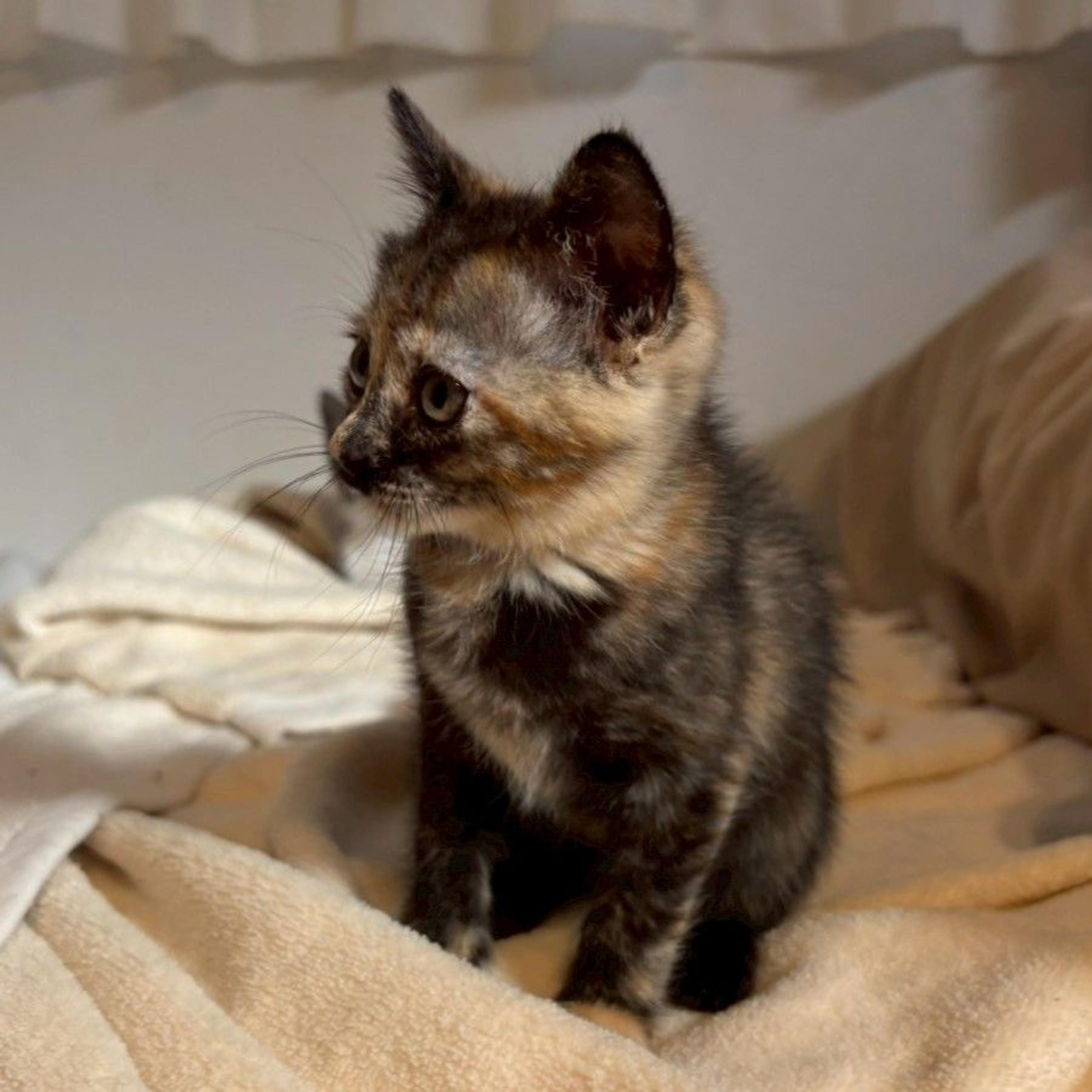 pet-image-6